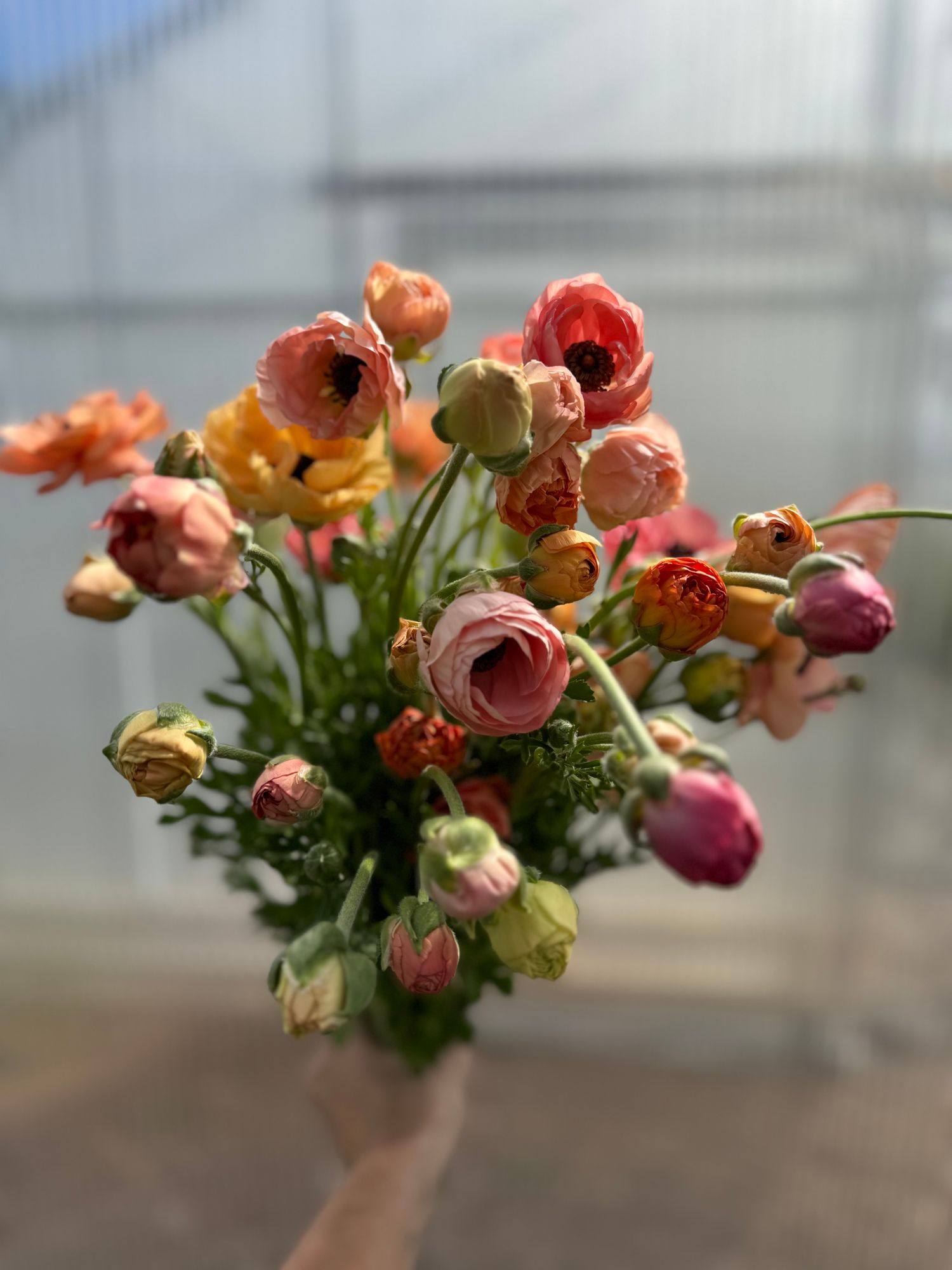 RANUNCULUS