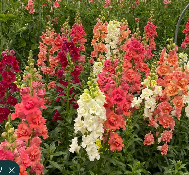 ANTIRRHINUM majus Madame Butterfly