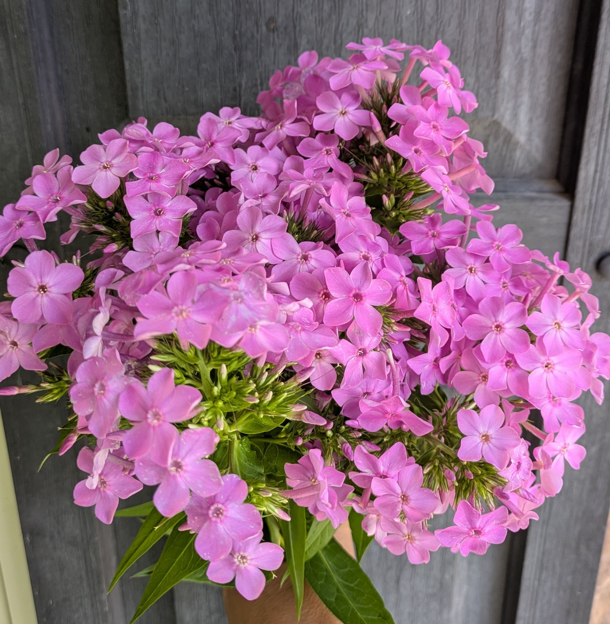 PHLOX drummondii Phlox of Sheep