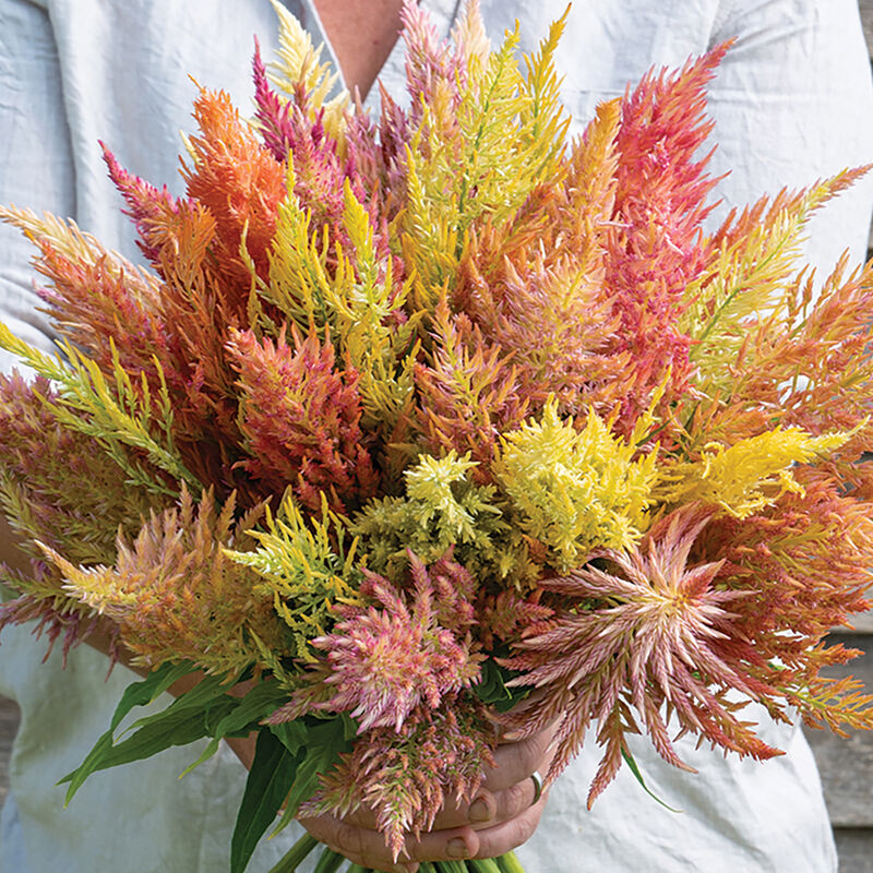 CELOSIA argentea var. spicata Shimmer
