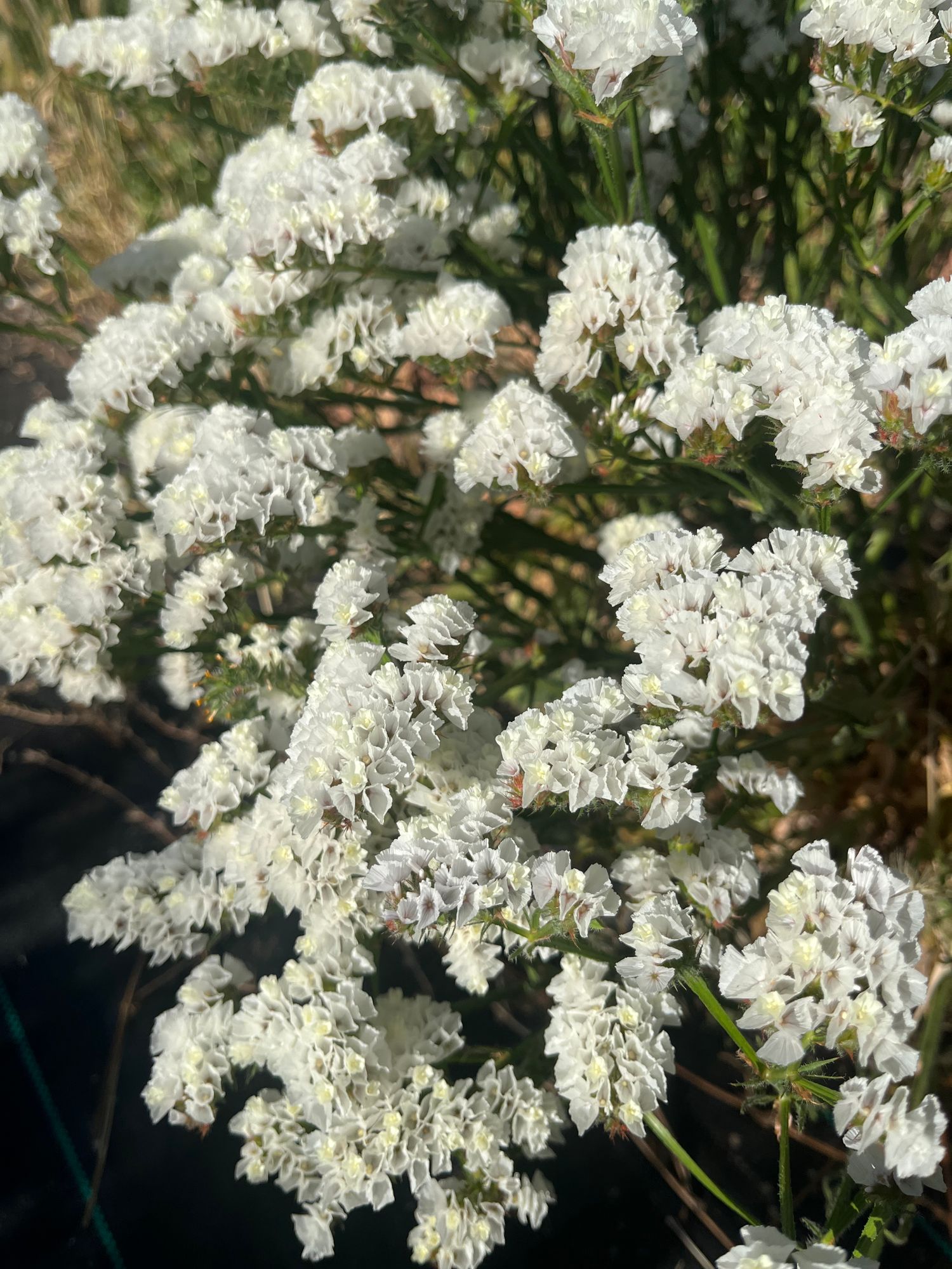 LIMONIUM sinuatum Forever Silver