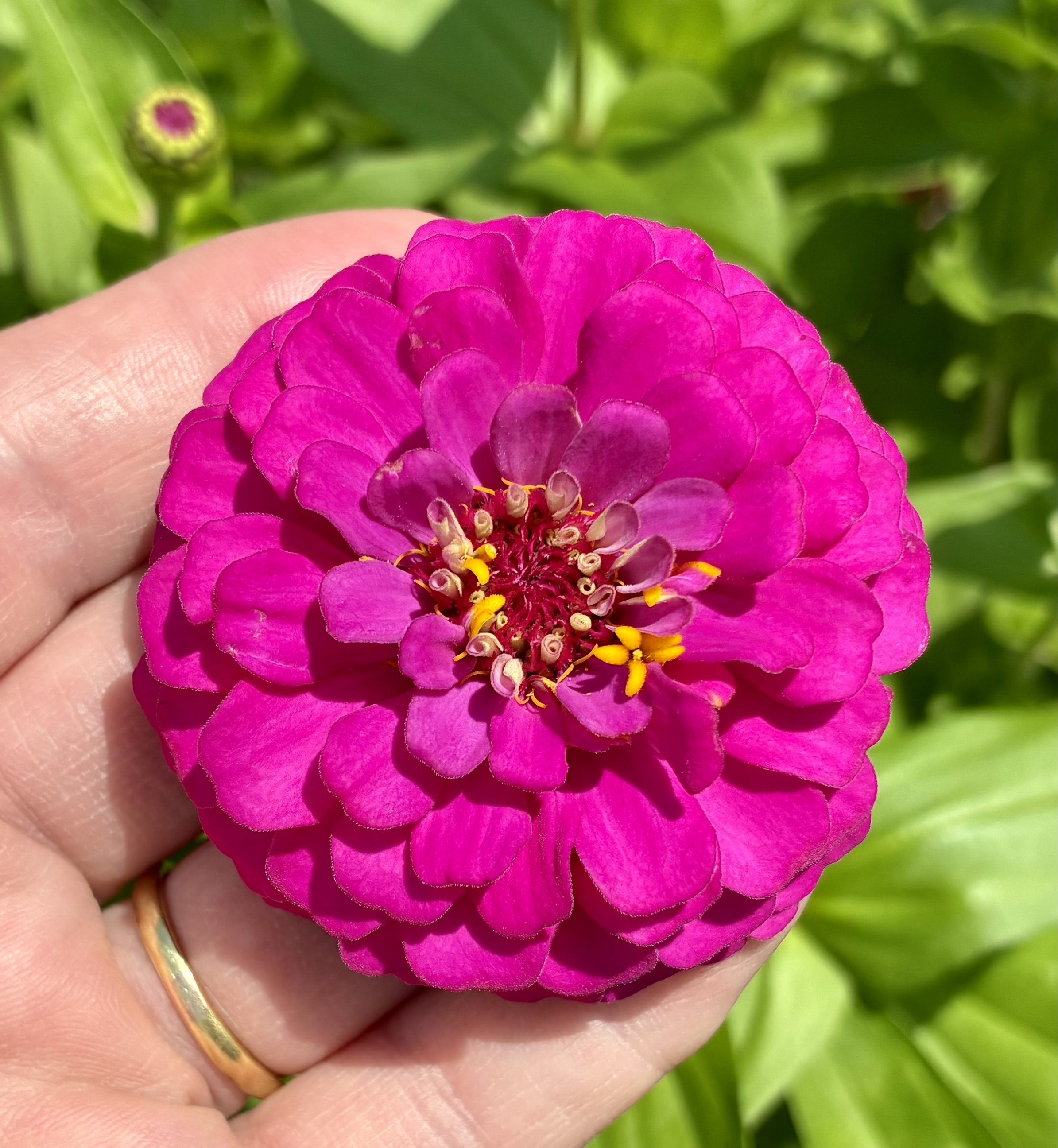 ZINNIA elegans Oklahoma Carmine Rose