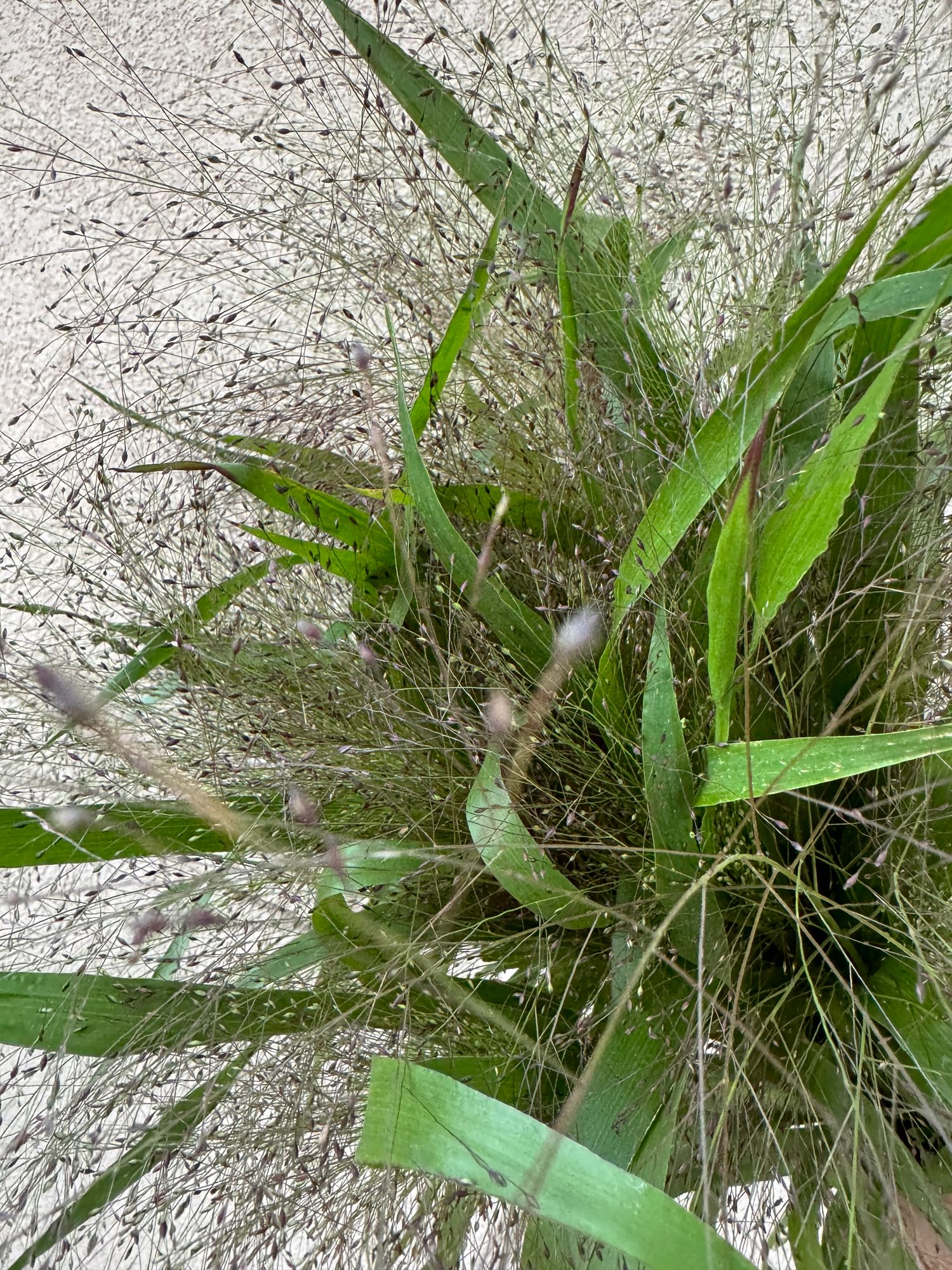 PANICUM elegans