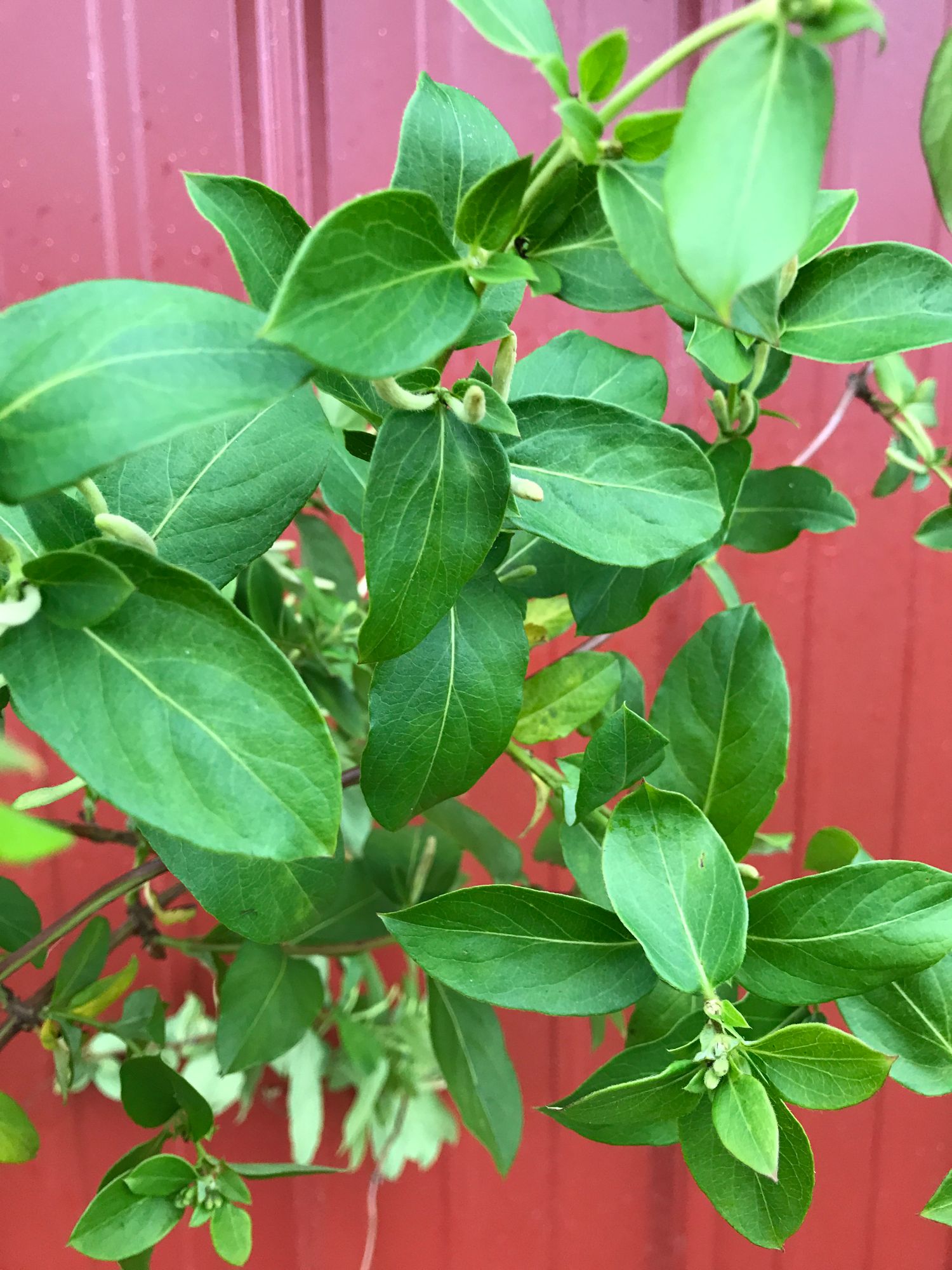 LONICERA sp