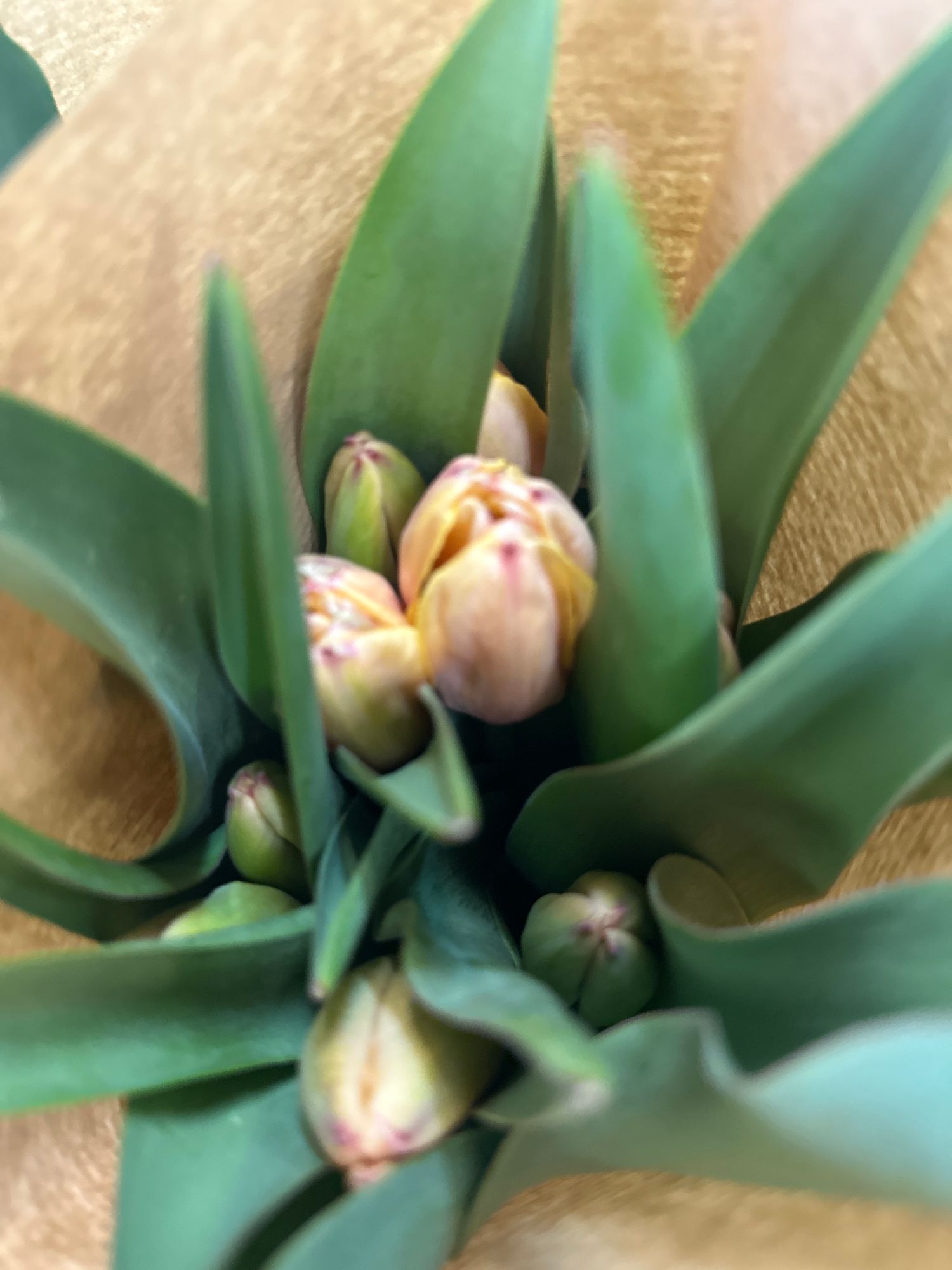 TULIPA Apricot Impression
