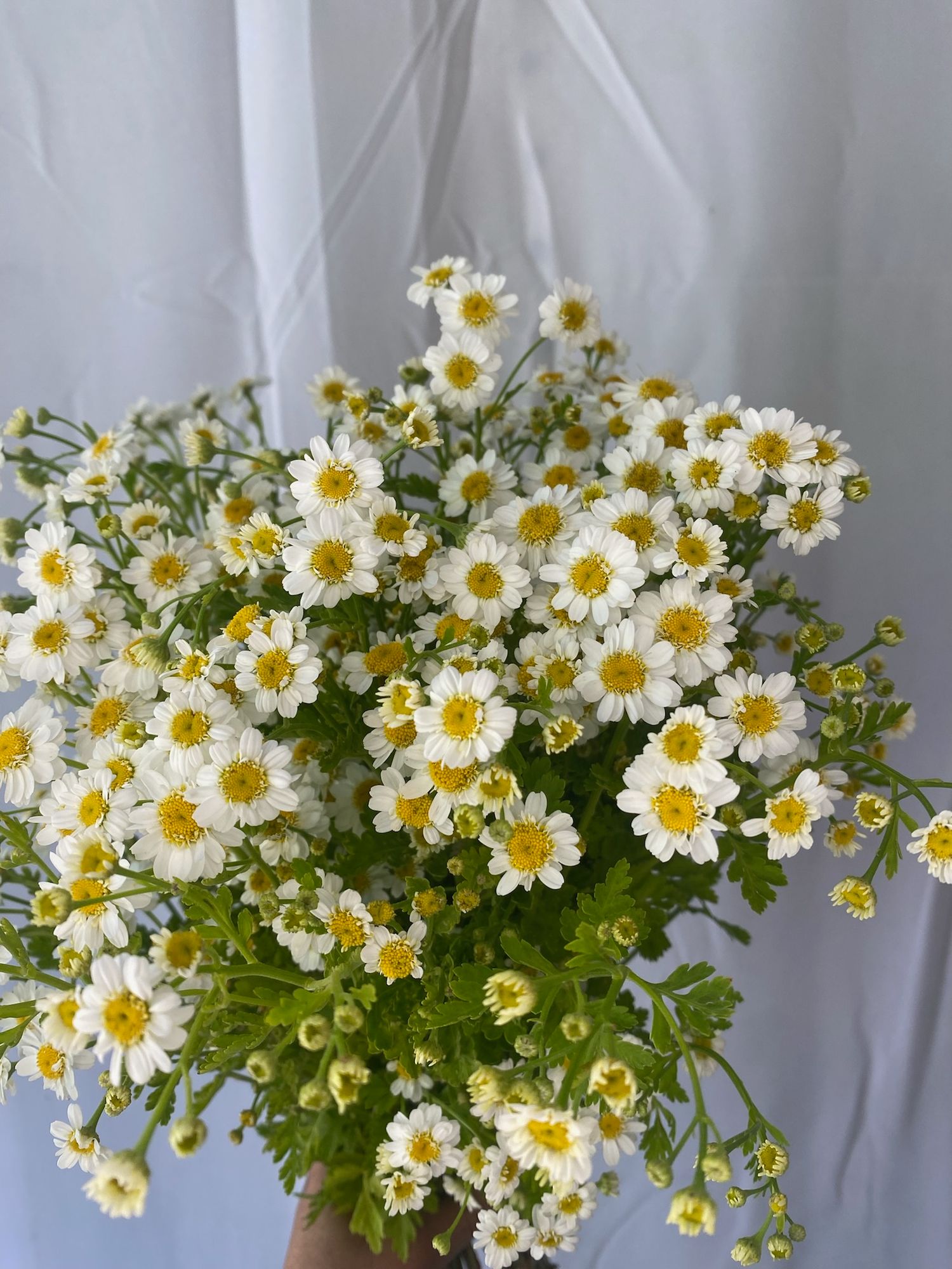 TANACETUM parthenium Magic Single