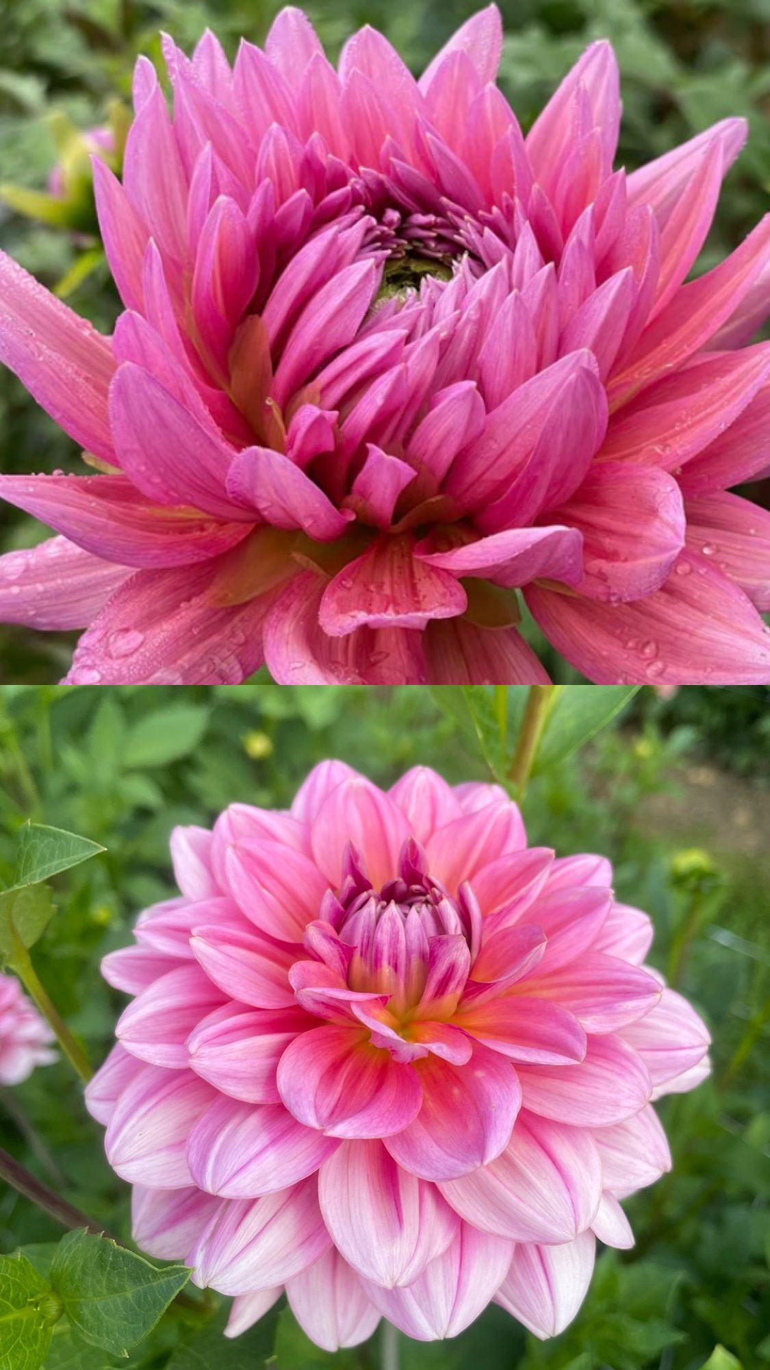 DAHLIA