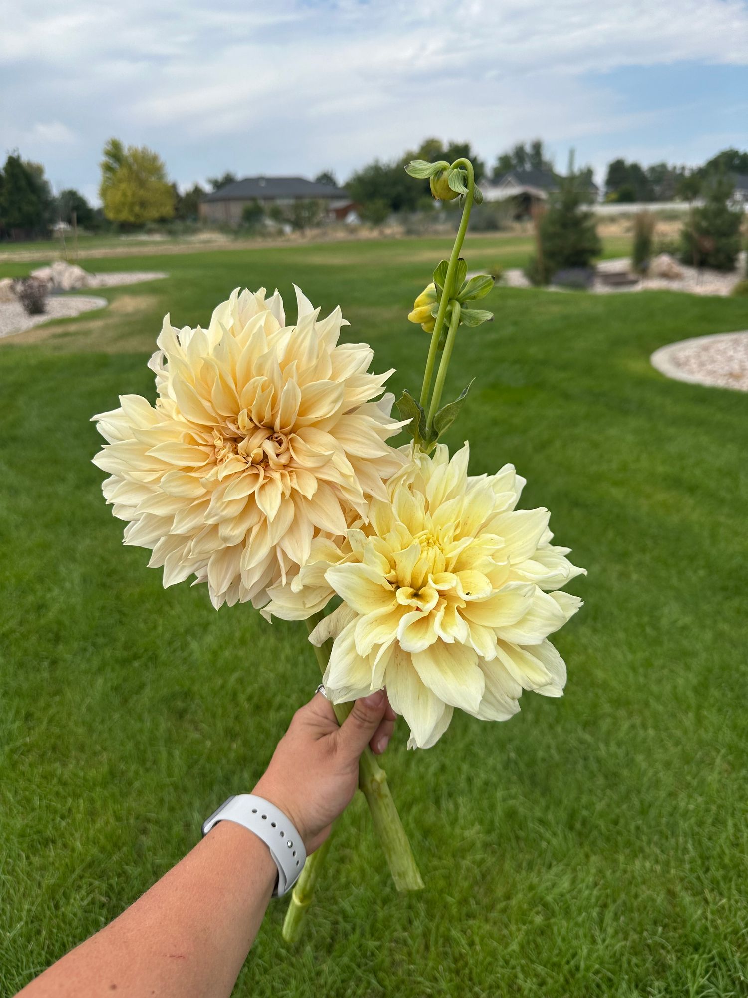 DAHLIA Cafe Au Lait
