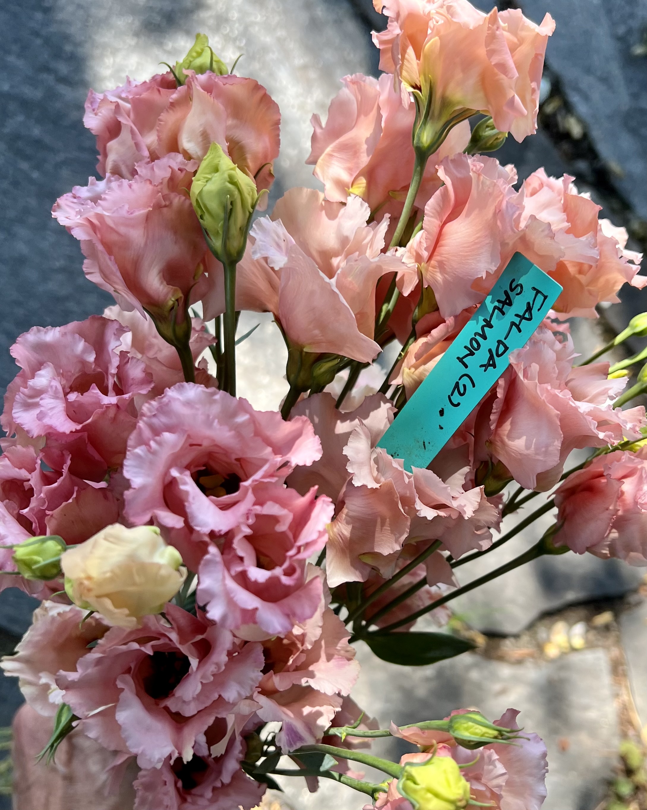 EUSTOMA grandiflorum Falda