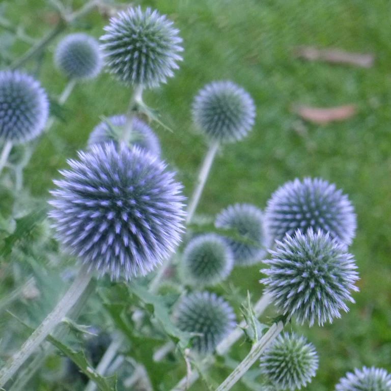 ECHINOPS bannaticus Blue Glow