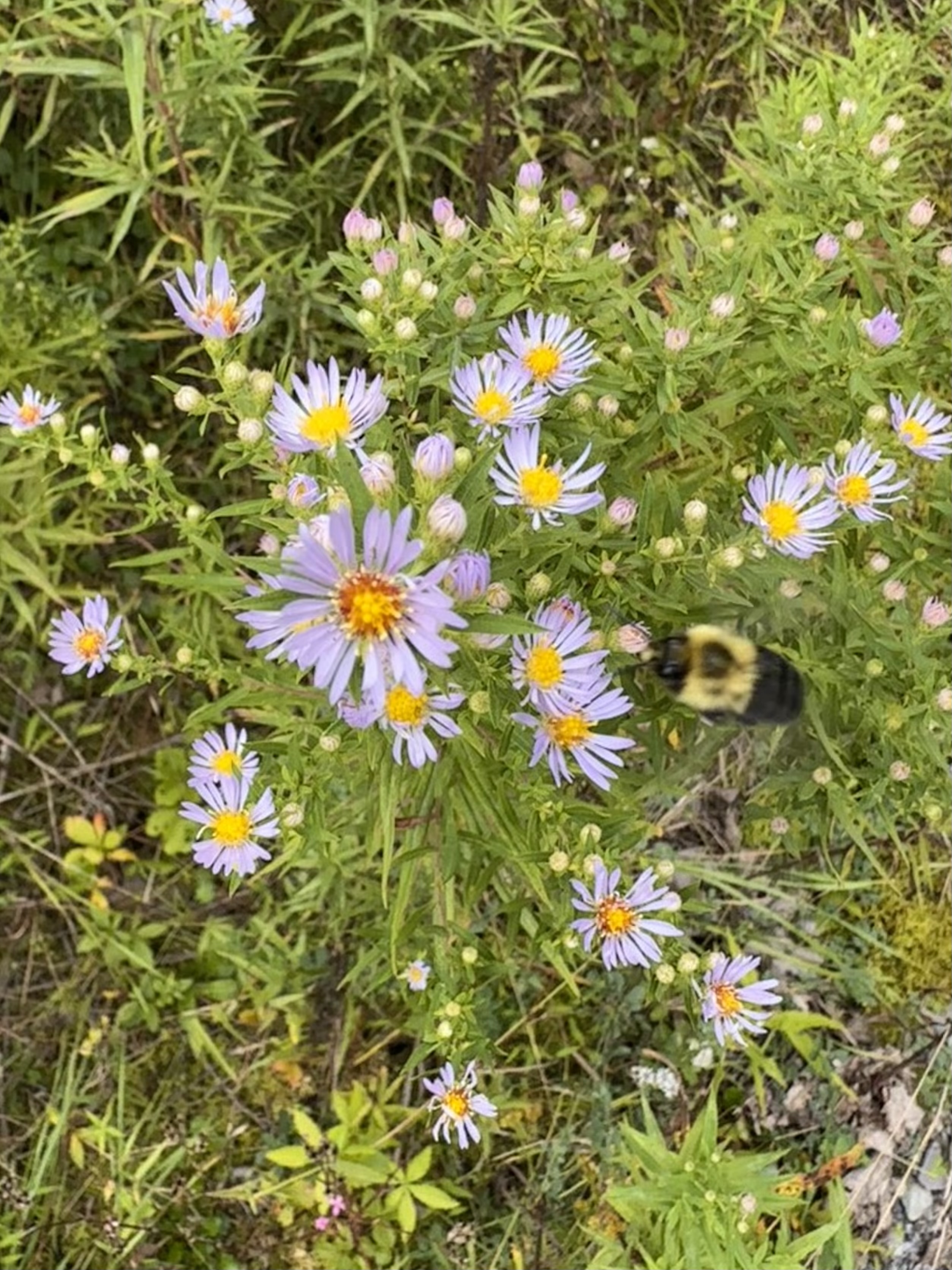SYMPHYOTRICHUM ericoides