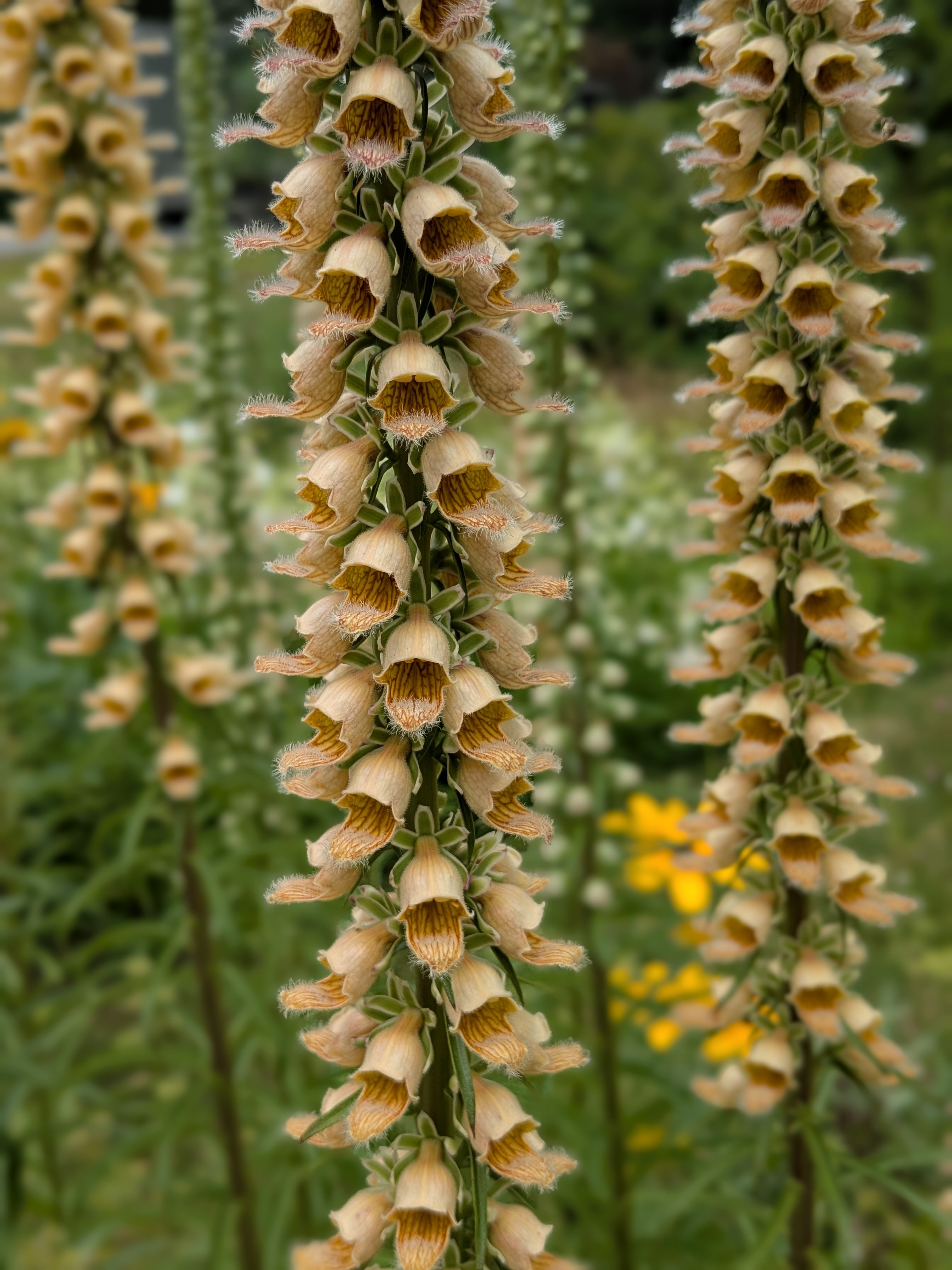 DIGITALIS ferruginea