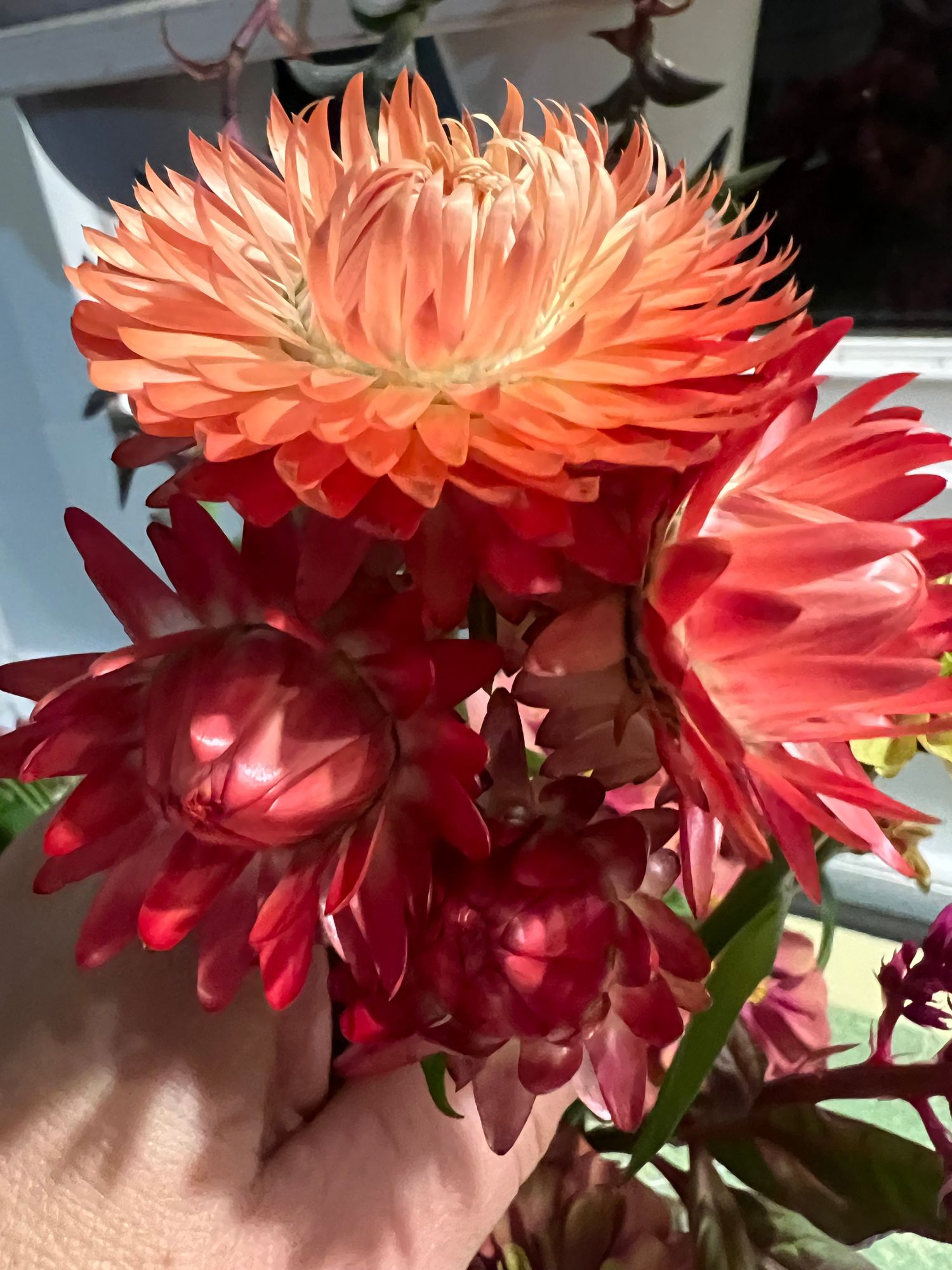 XEROCHRYSUM bracteatum Apricot Peach