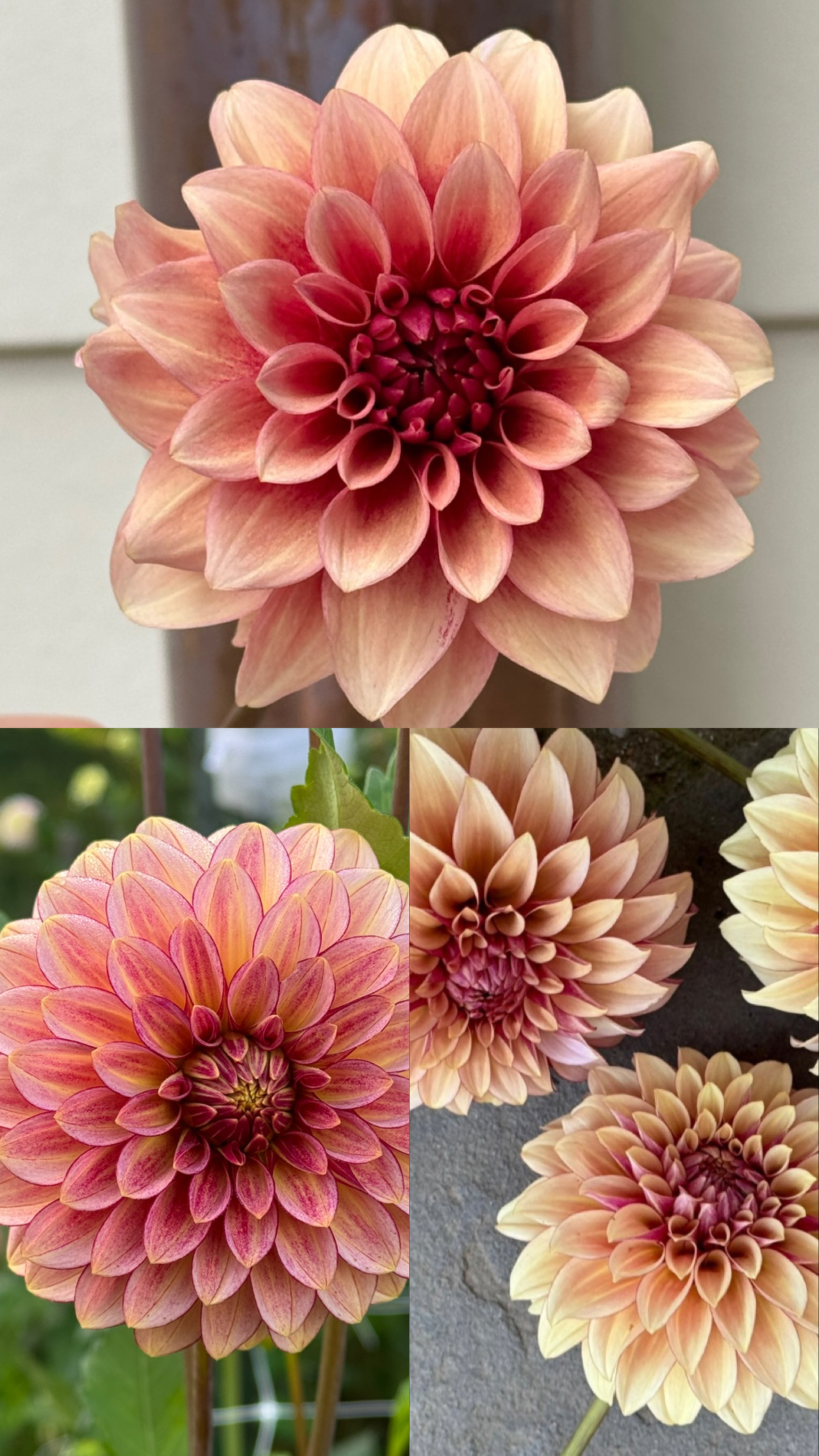 DAHLIA
