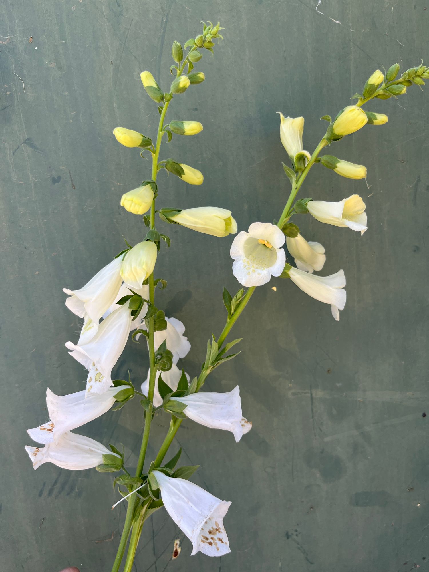 DIGITALIS purpurea Camelot