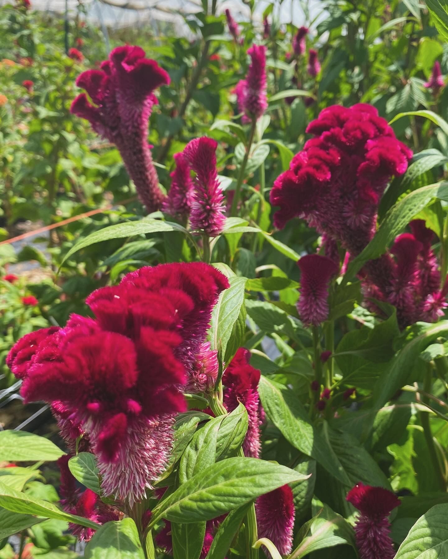 CELOSIA argentea var. cristata Cramer's Burgundy