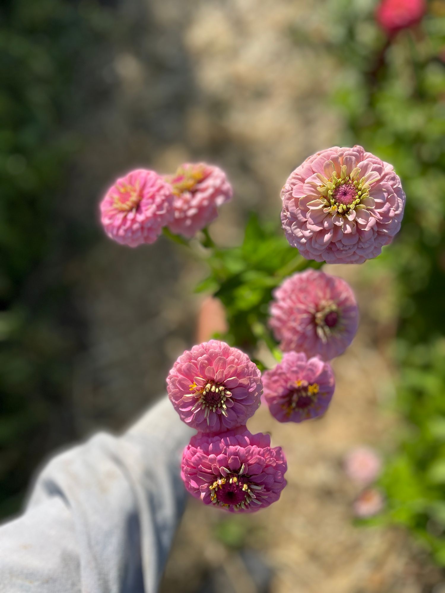 ZINNIA elegans Oklahoma Series