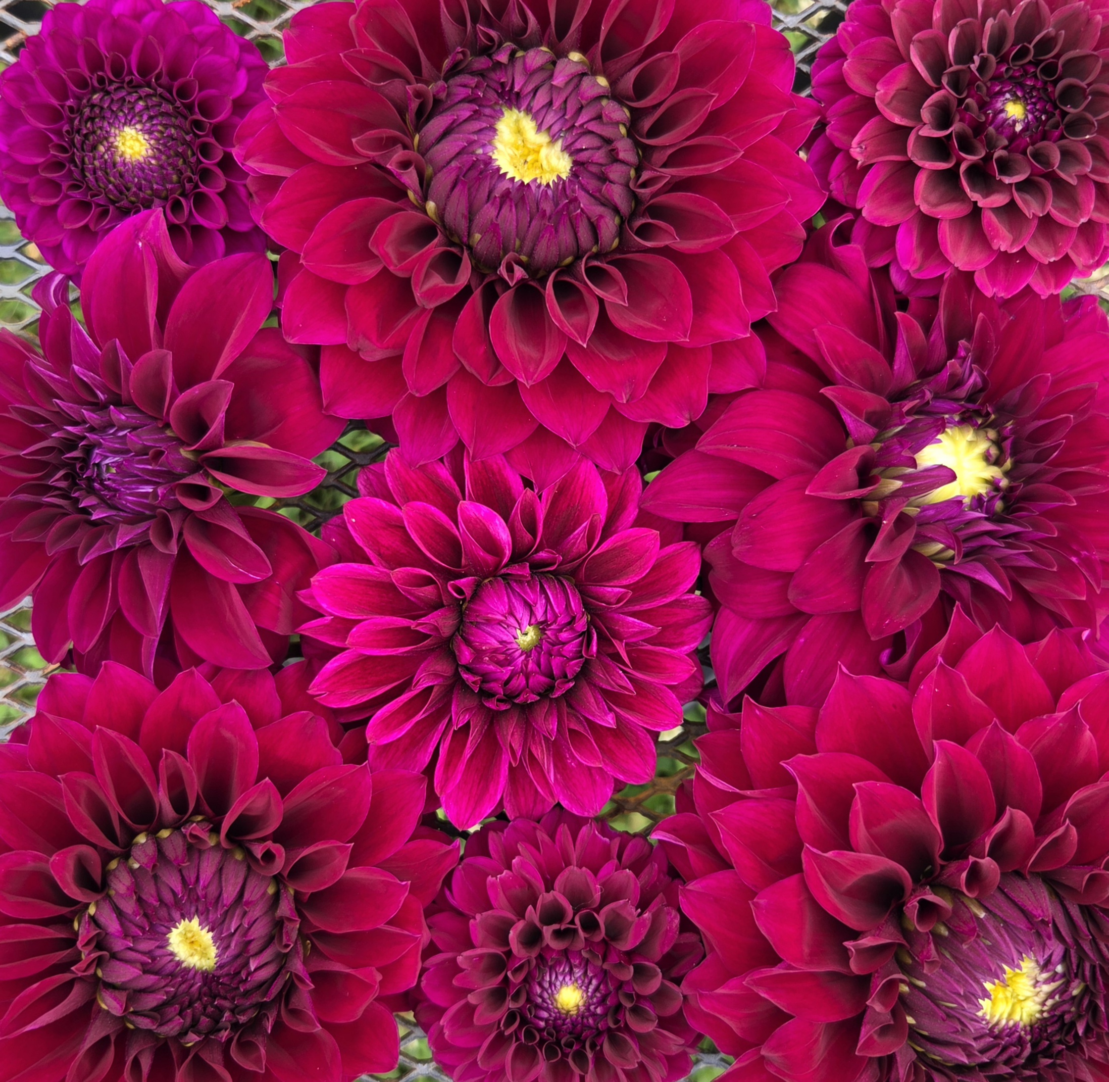 DAHLIA