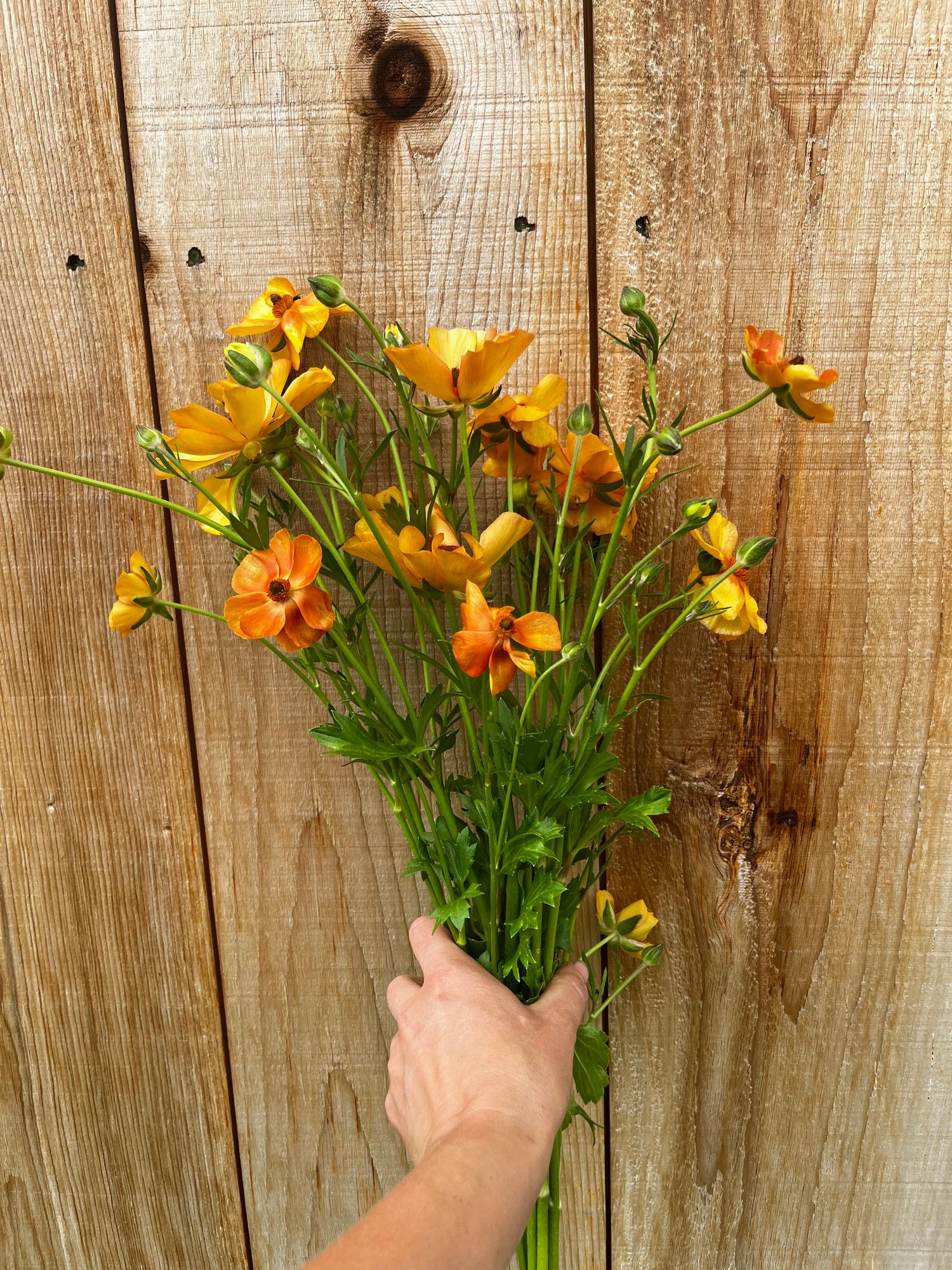RANUNCULUS Butterfly Charis