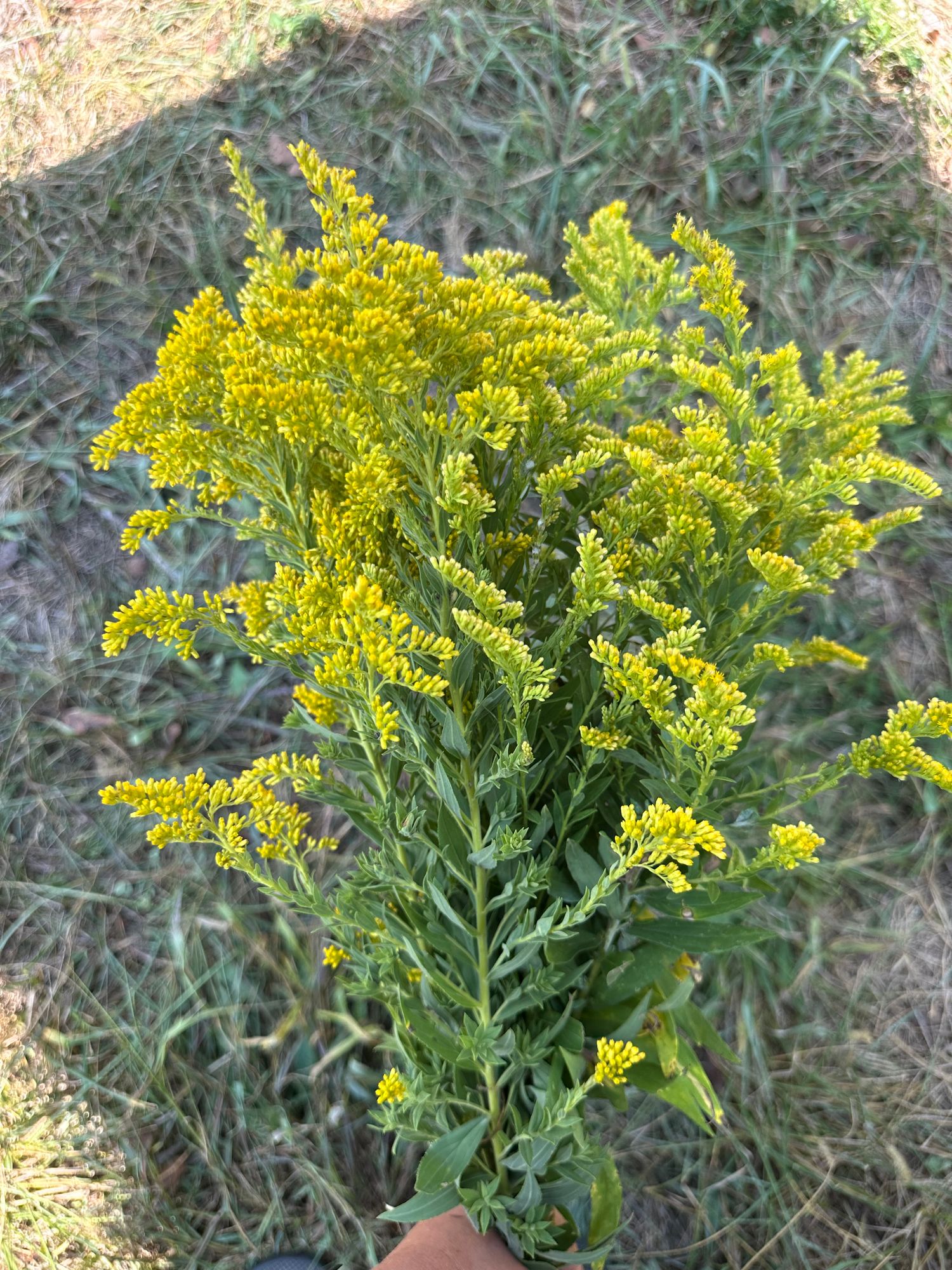 SOLIDAGO