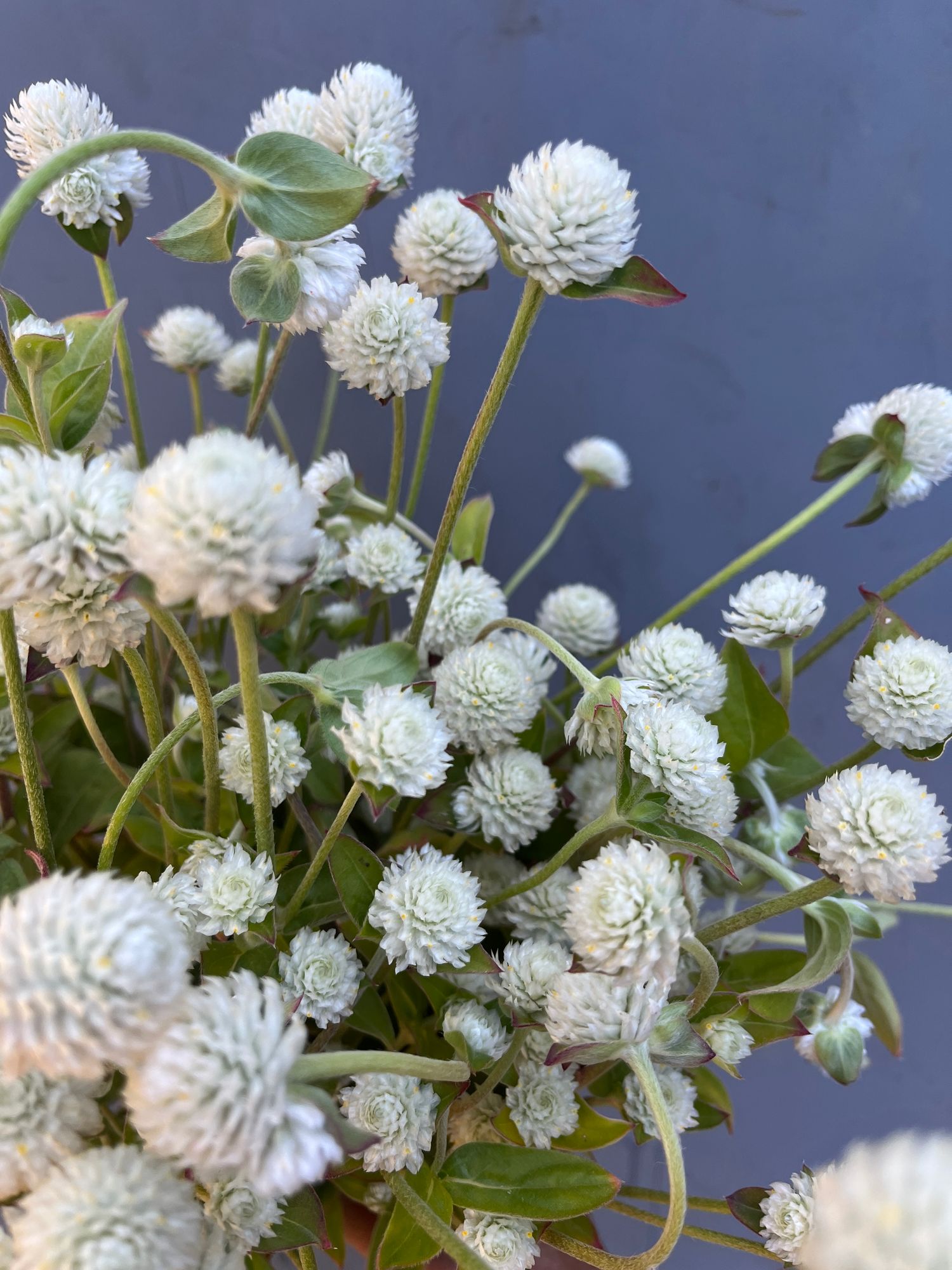 GOMPHRENA globosa Audray