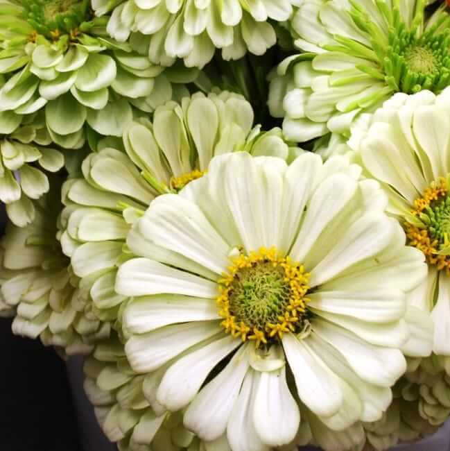 ZINNIA elegans Benary's Giant White