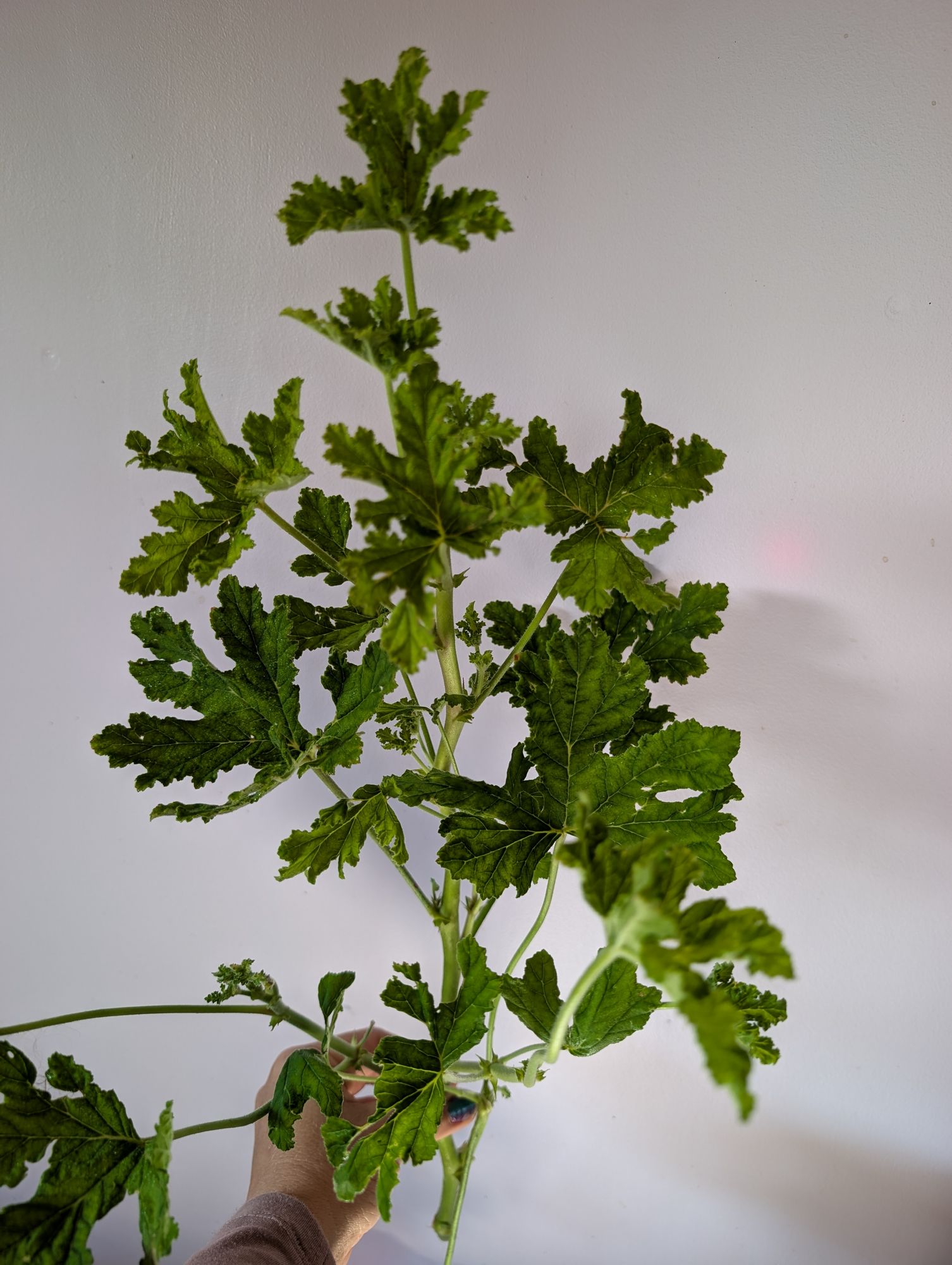 PELARGONIUM quercifolium
