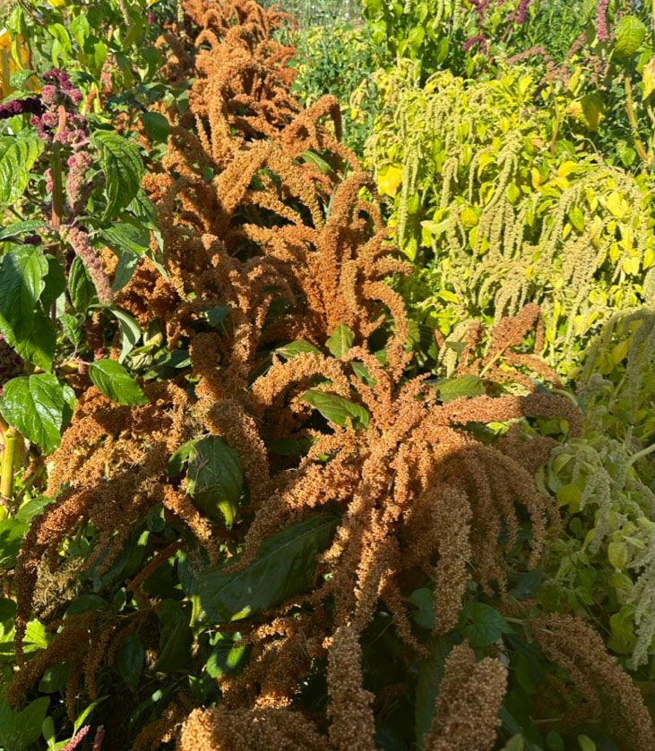 AMARANTHUS cruentus Hot Biscuits