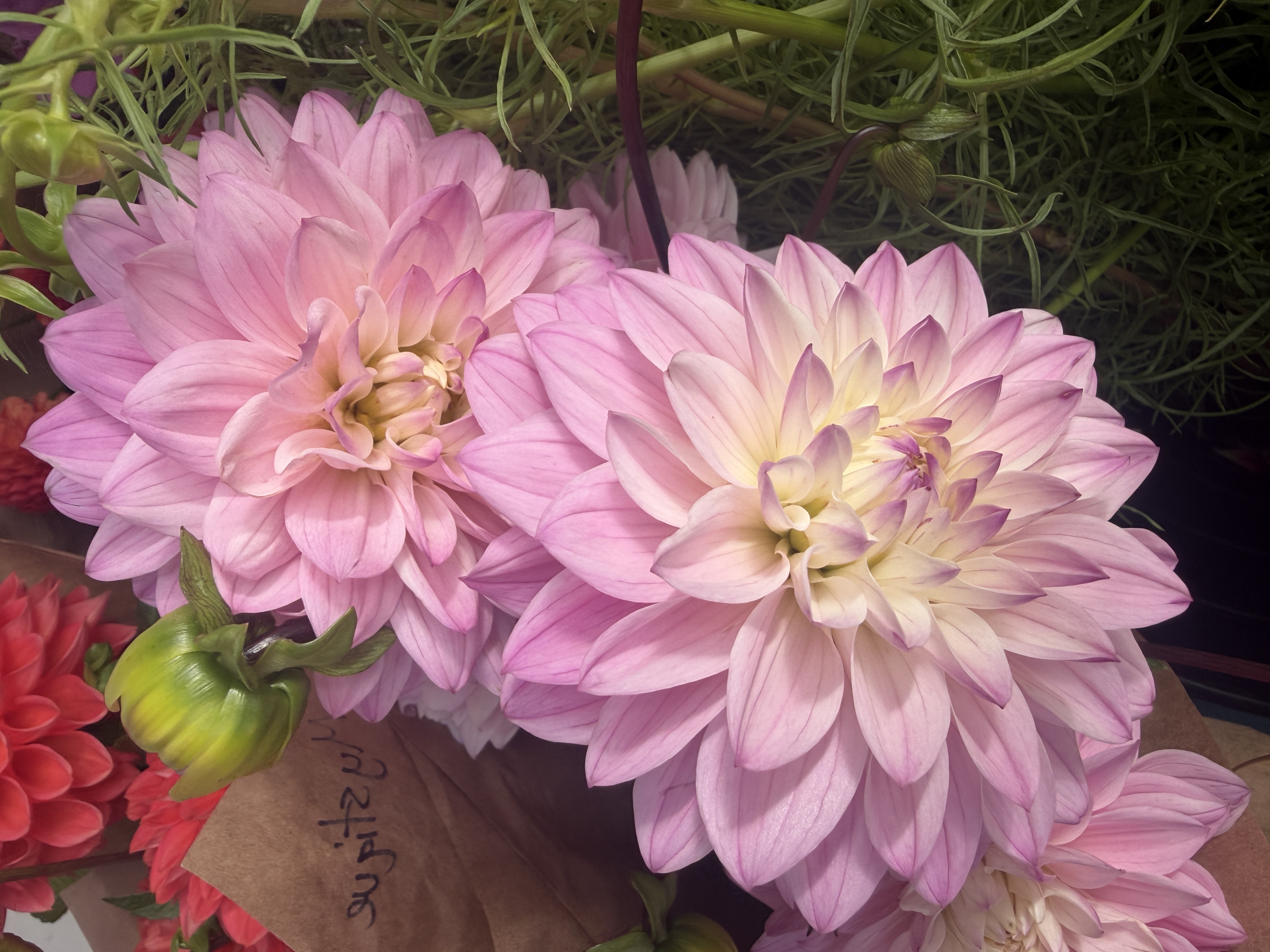 DAHLIA Karma Prospero