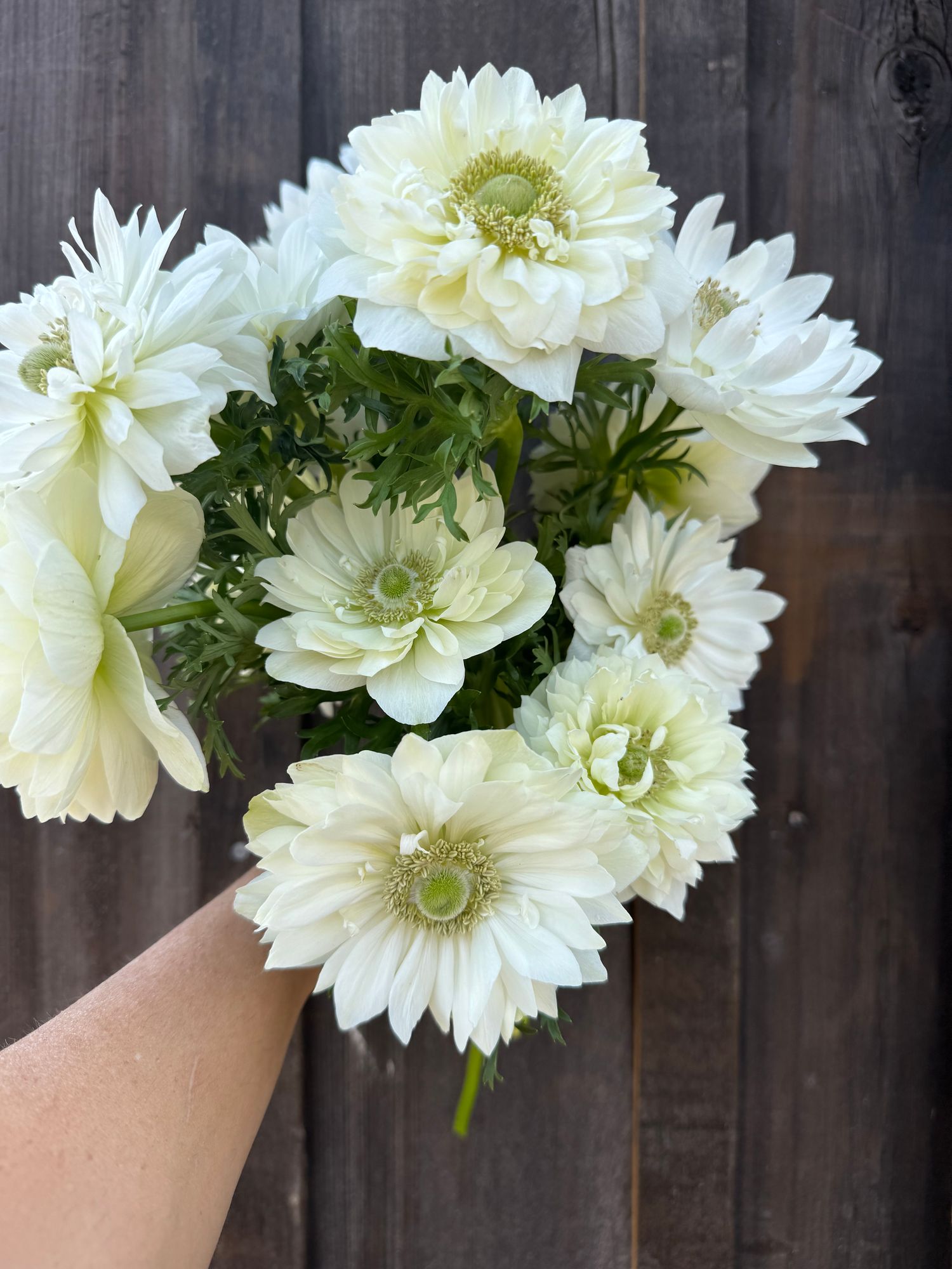 ANEMONE