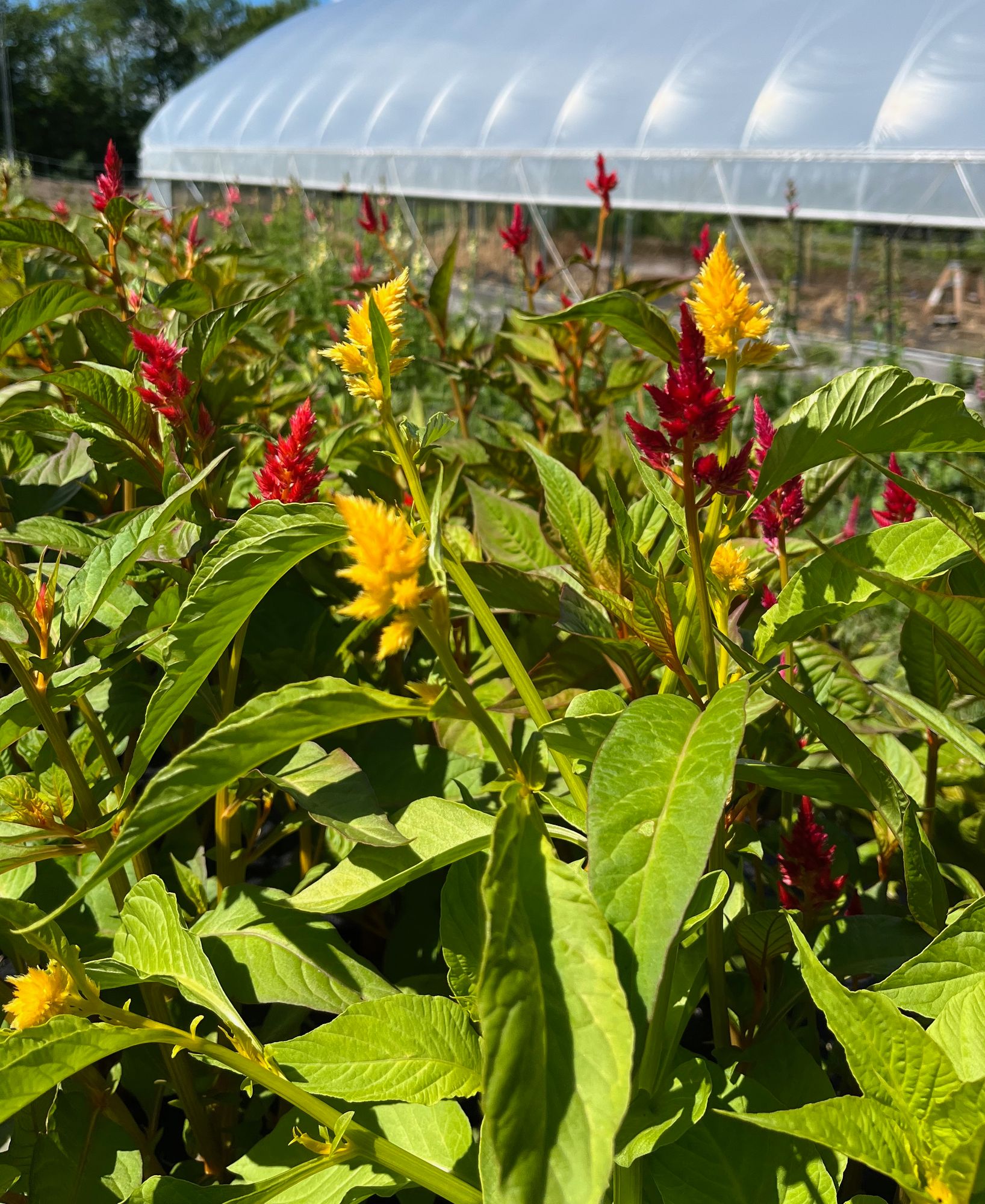 CELOSIA argentea var. cristata Chief Red