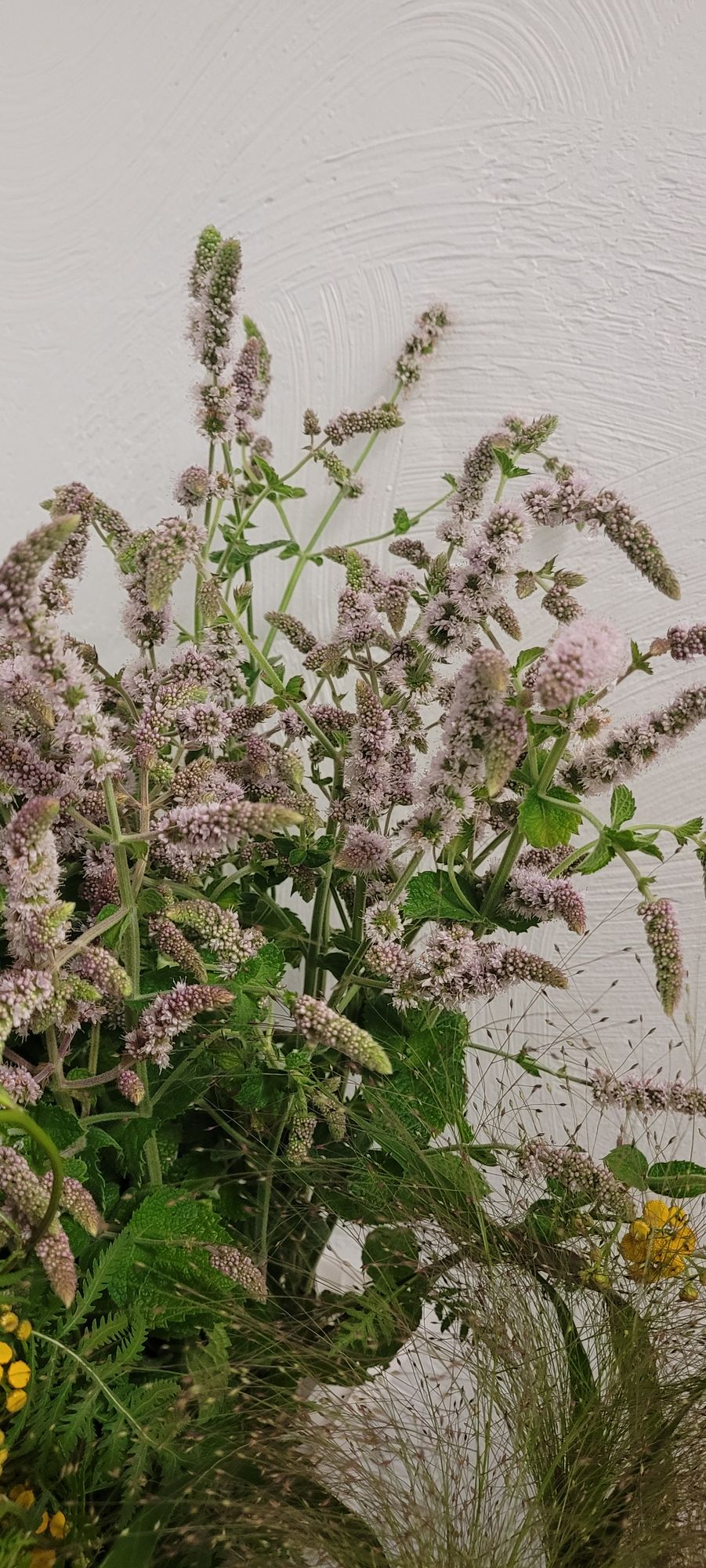 MENTHA suaveolens