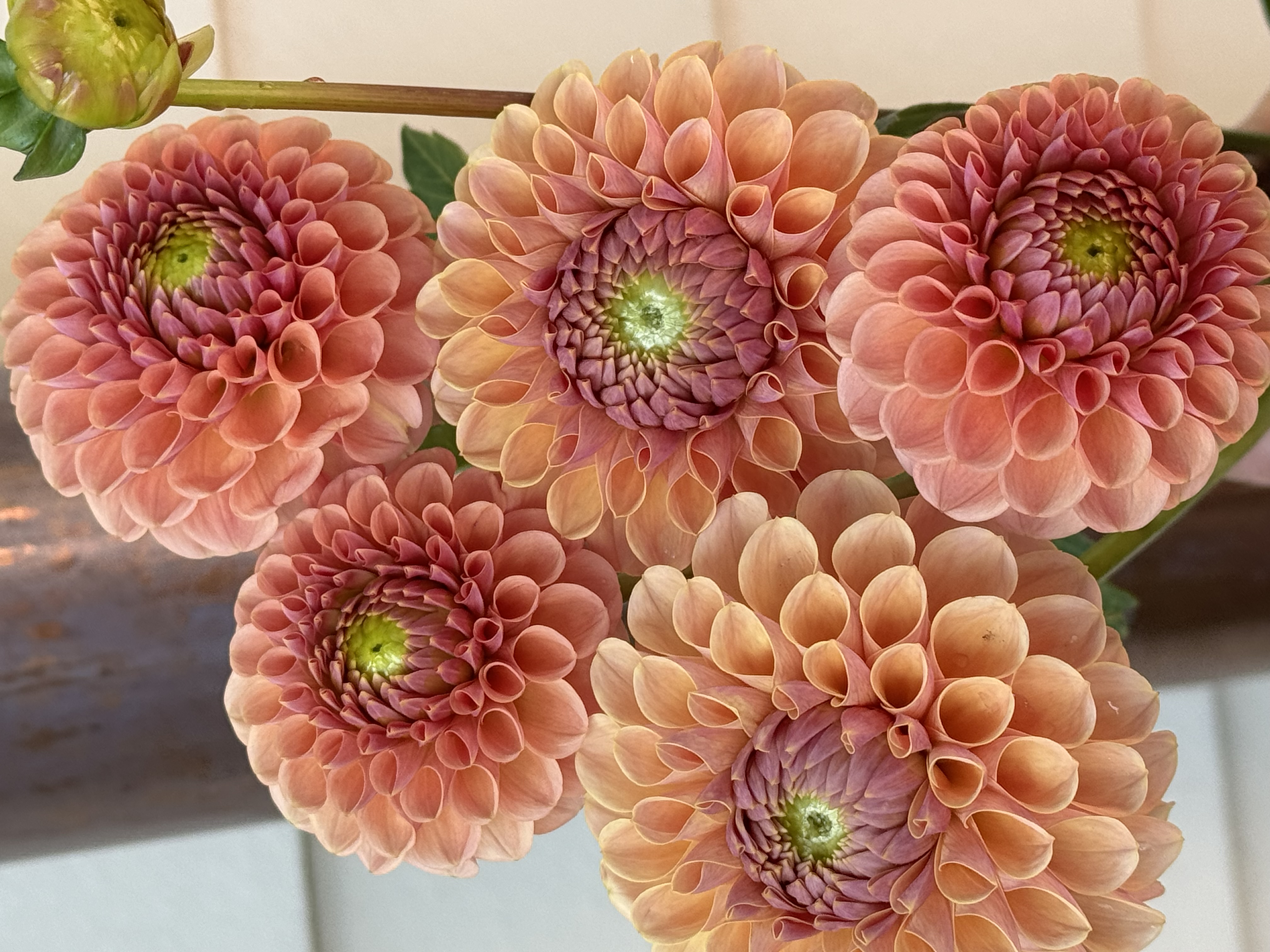 DAHLIA