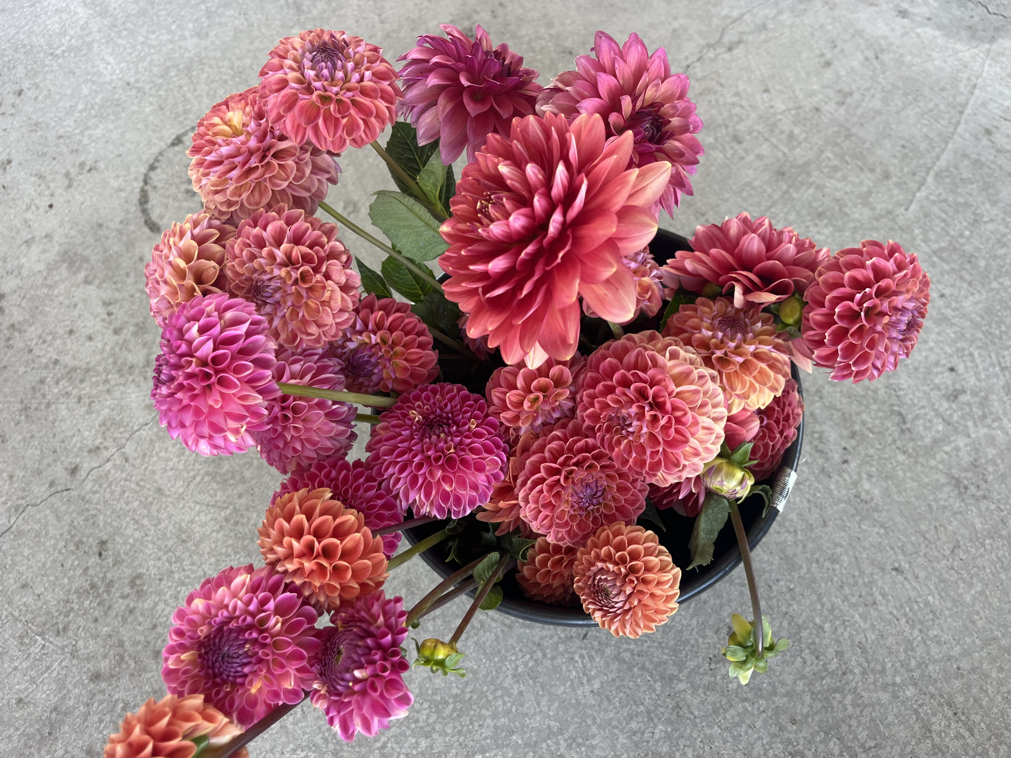 DAHLIA