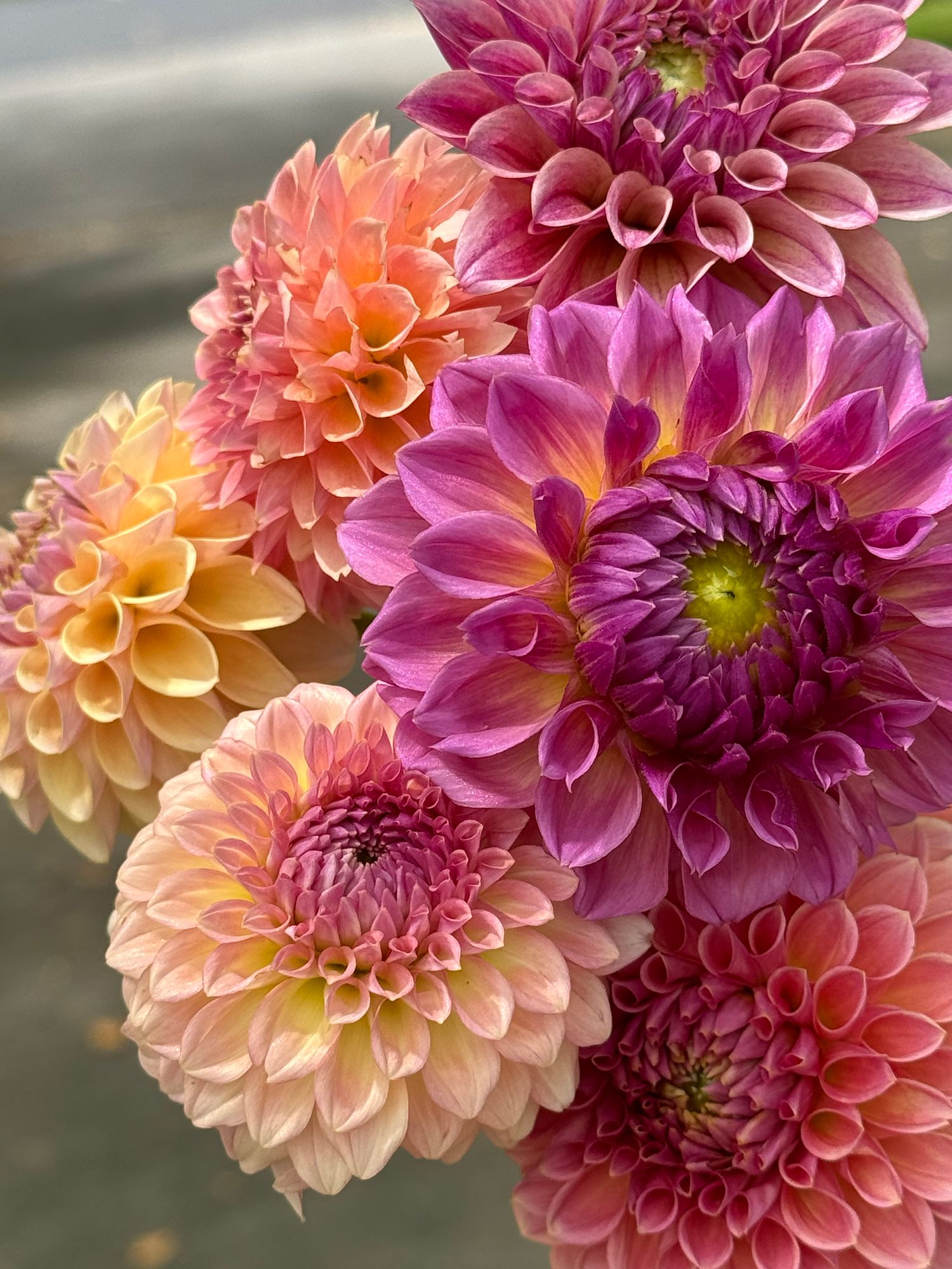 DAHLIA