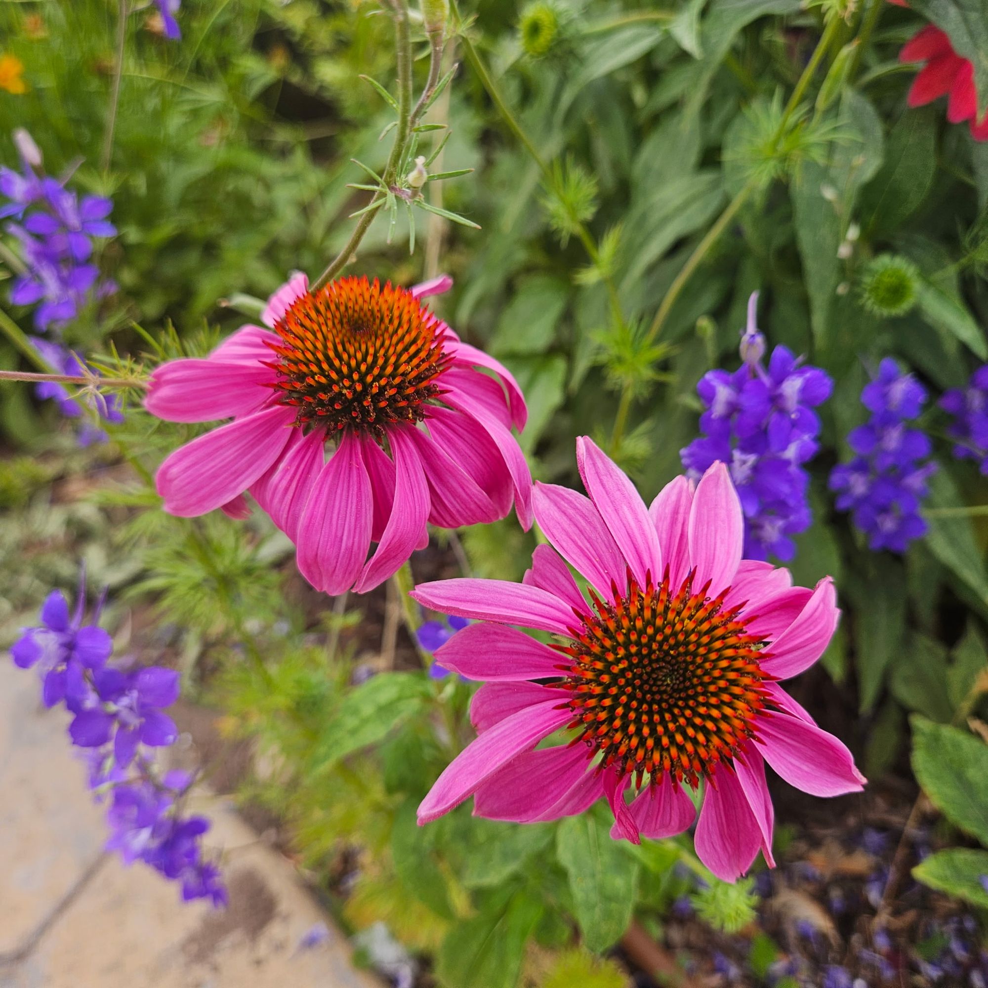 ECHINACEA purpurea