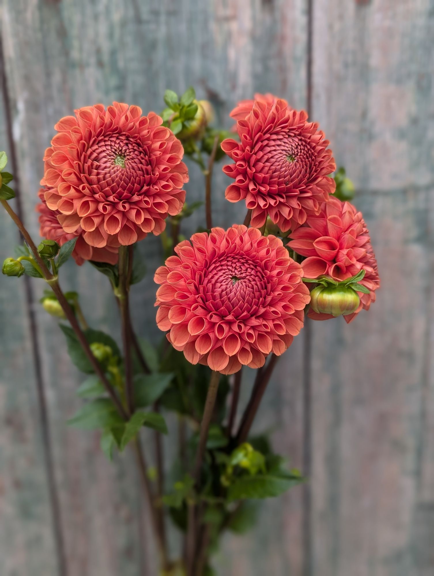 DAHLIA Cornel Bronze