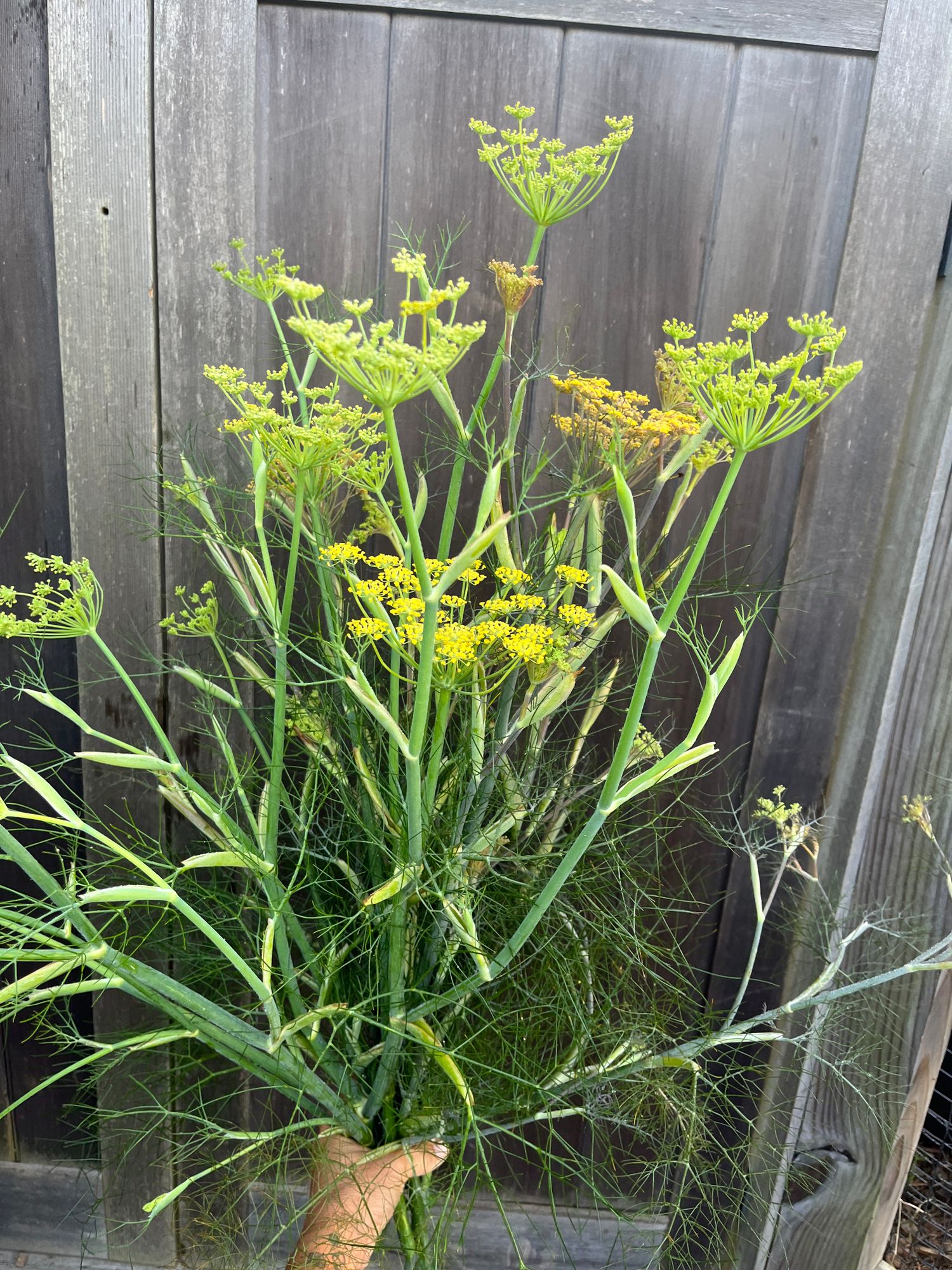 FERULA communis