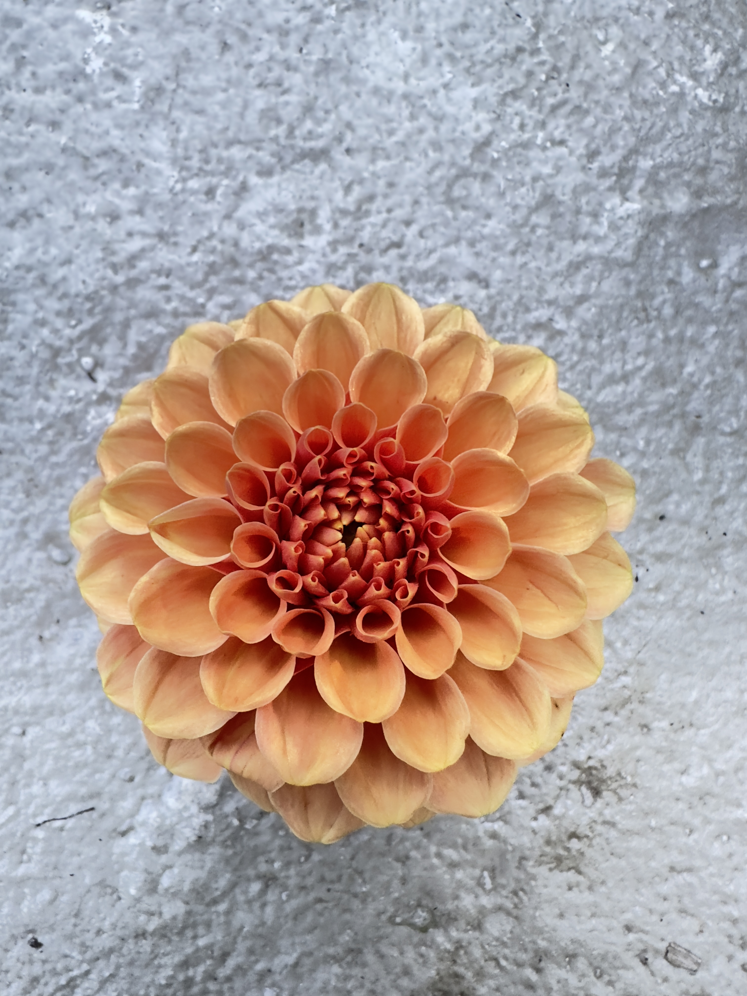 DAHLIA Rose Toscano