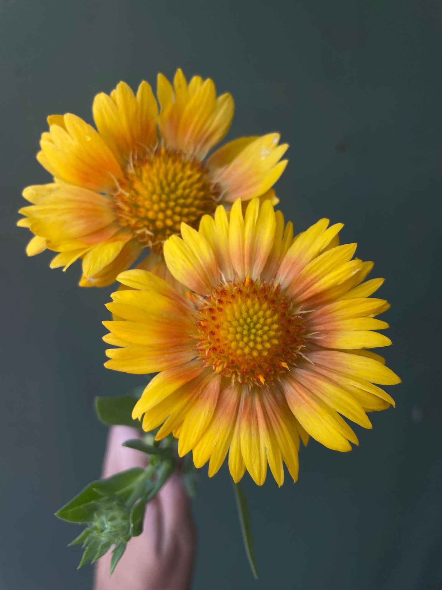 GAILLARDIA x grandiflora Arizona Apricot