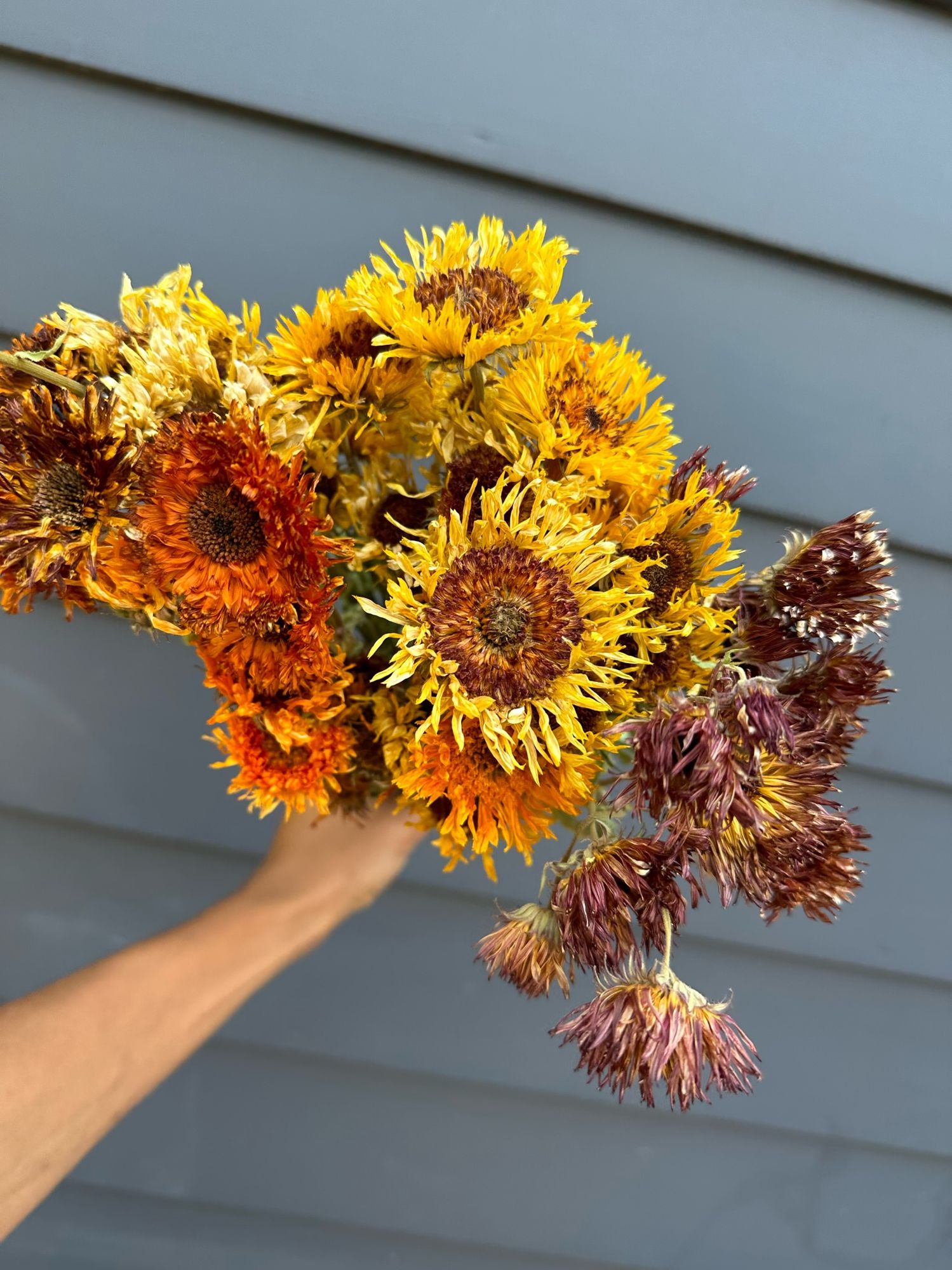 CALENDULA officinalis