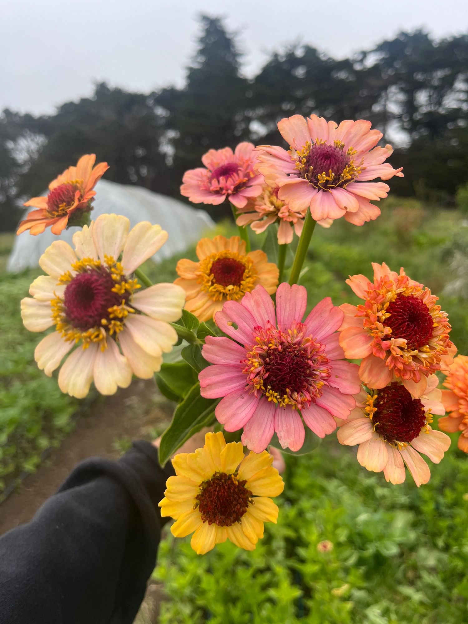 ZINNIA elegans Zinderella Series