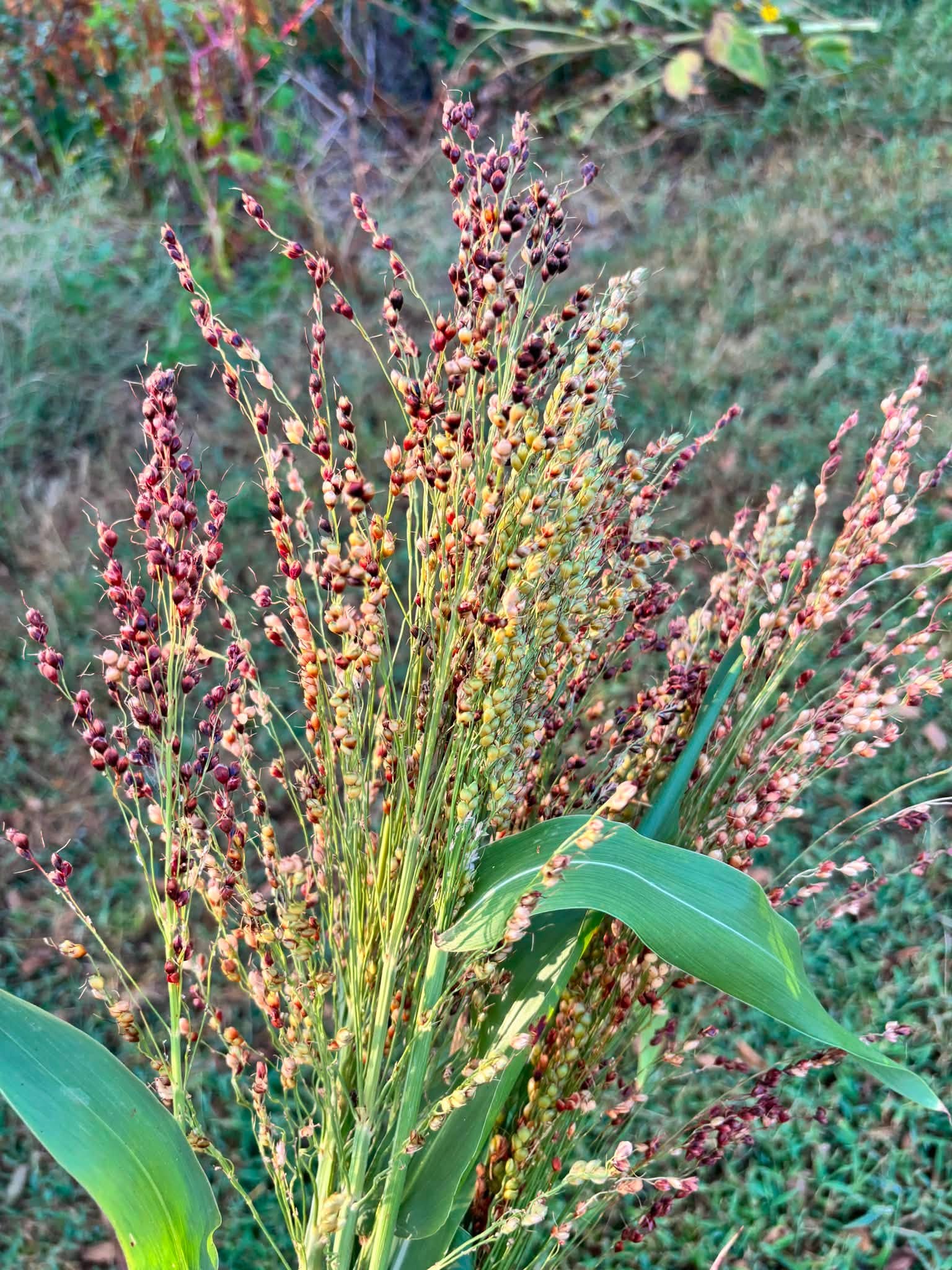 SORGHUM bicolor