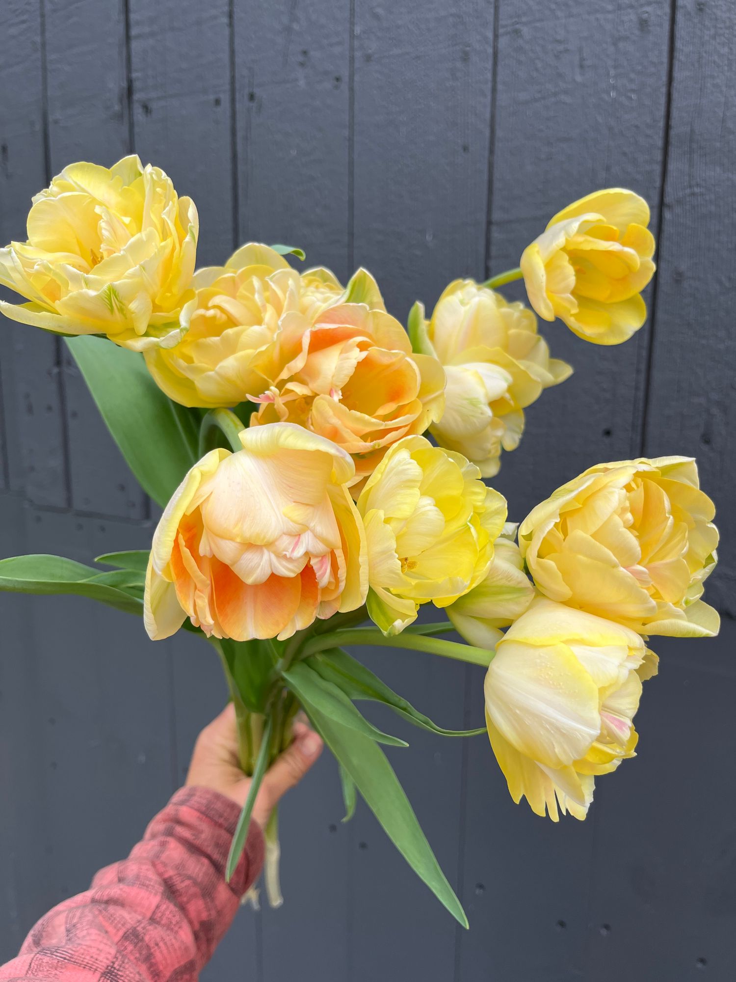 TULIPA Charming Beauty