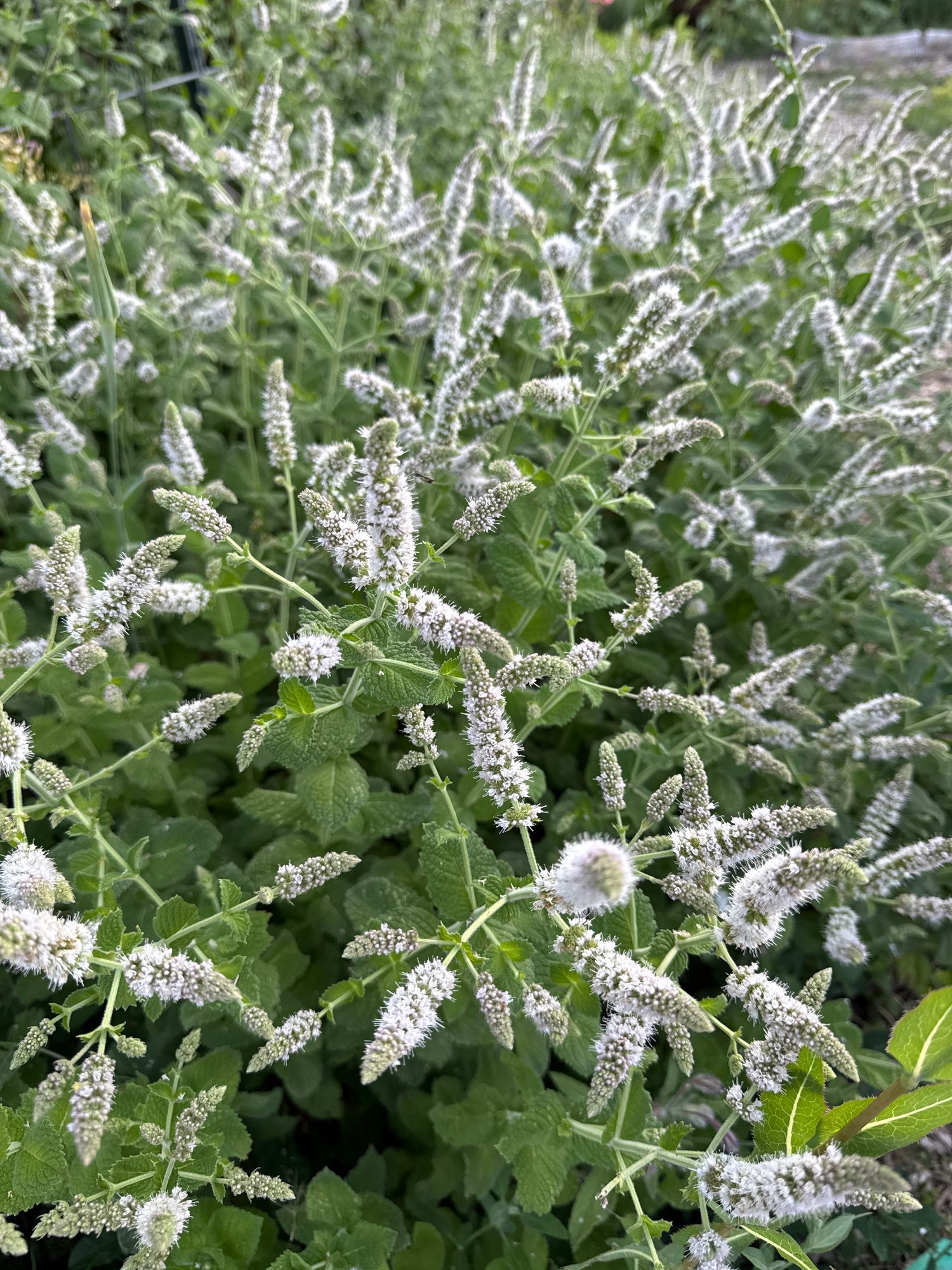 MENTHA suaveolens