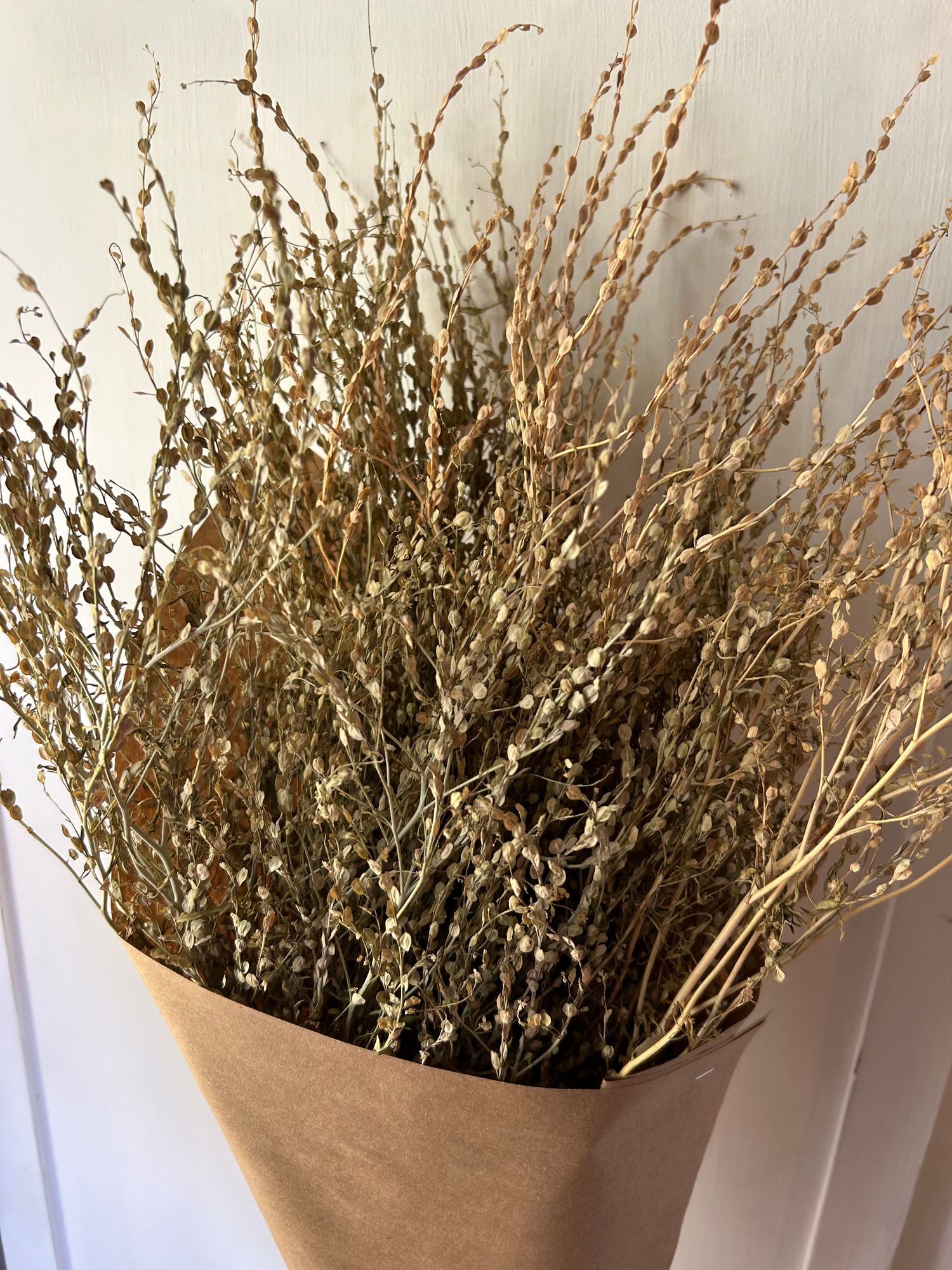 LEPIDIUM sativum