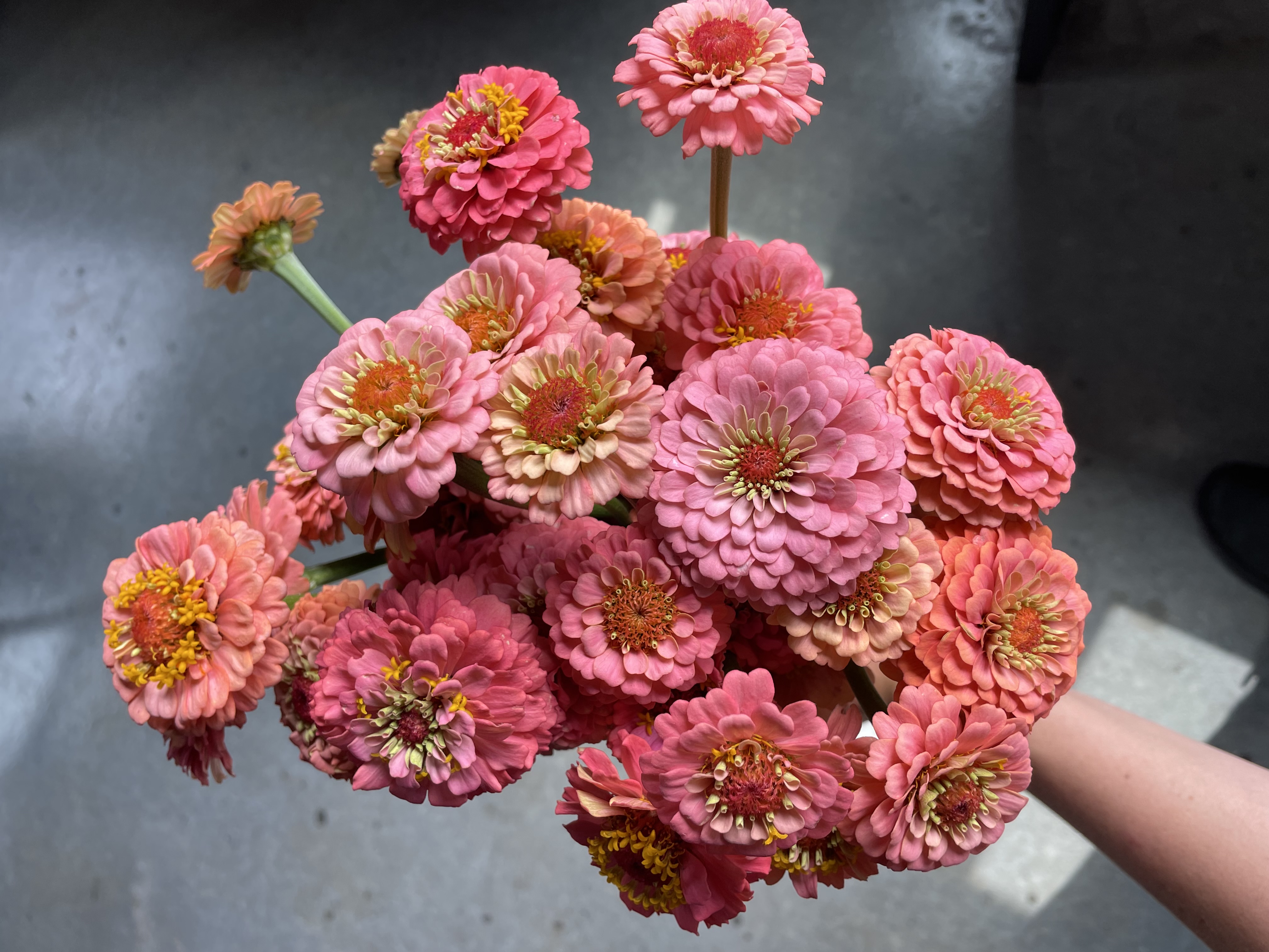 ZINNIA elegans Oklahoma Salmon