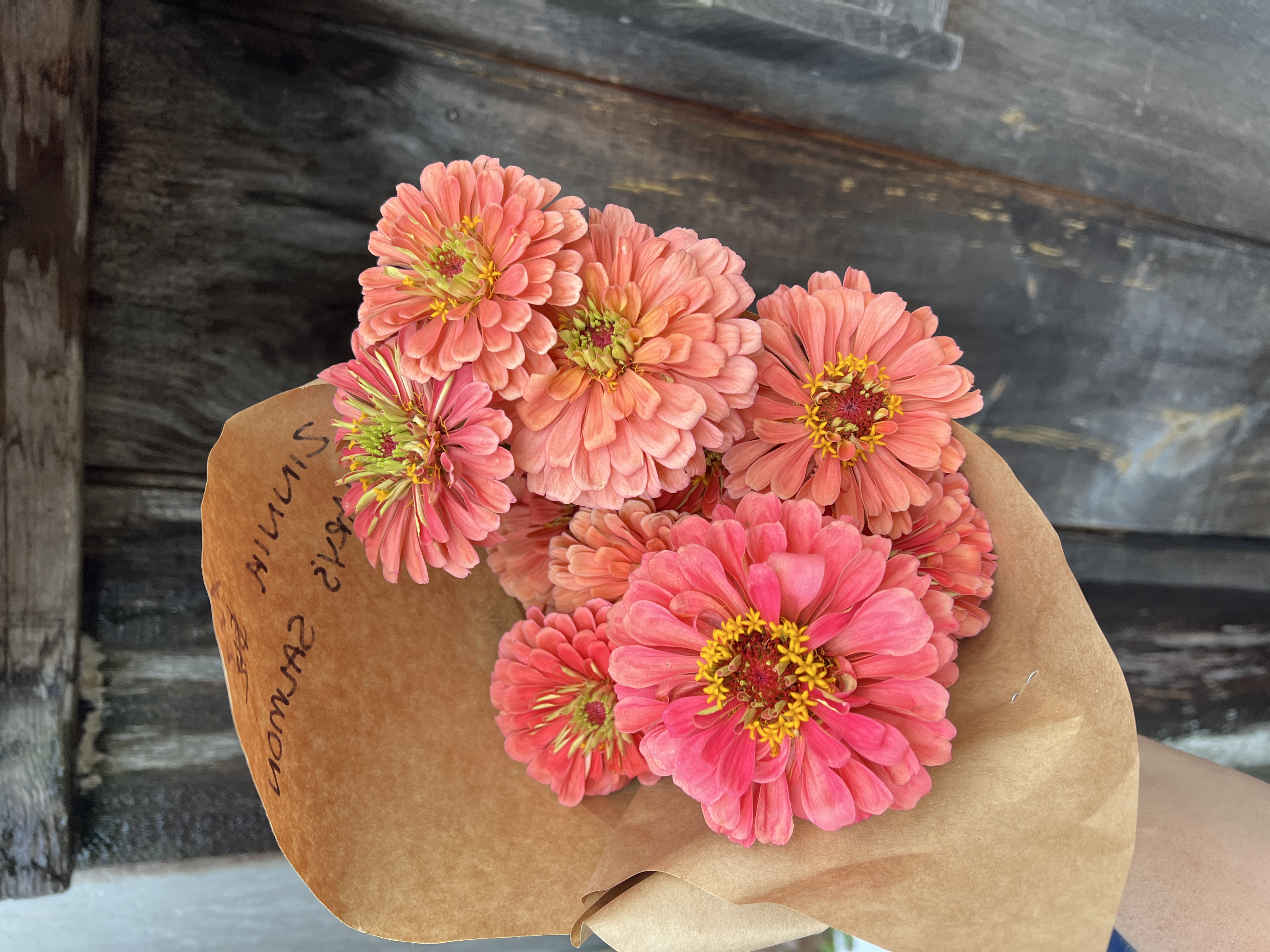 ZINNIA elegans Benary's Giant Salmon Rose