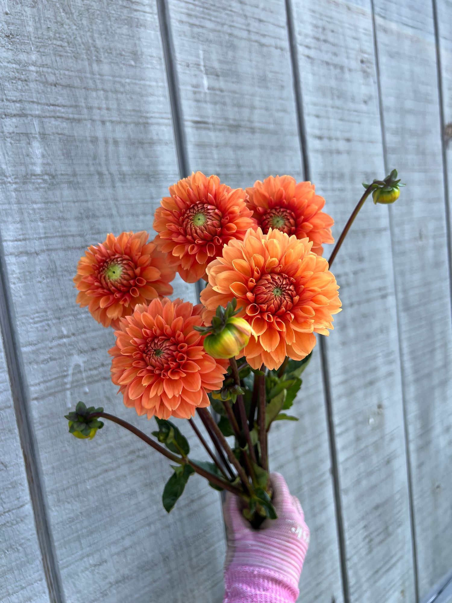 DAHLIA Sylvia