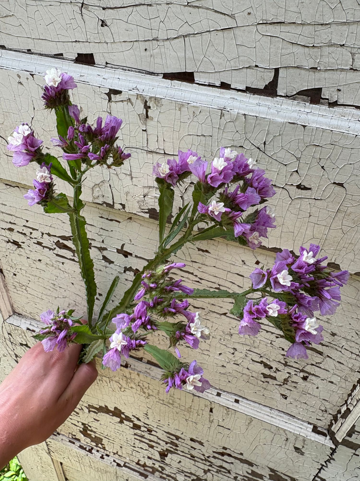 LIMONIUM sinuatum QIS